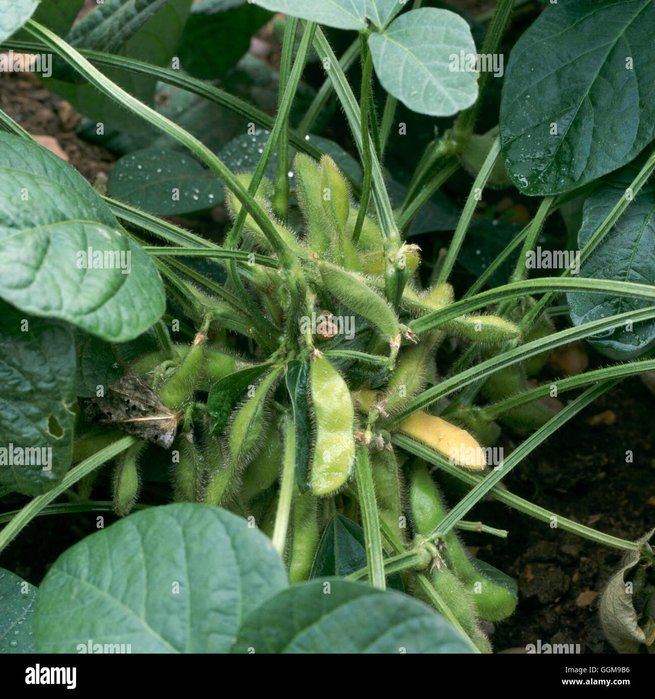 Soya Bean - (Glycine max) (HDRA - Organic)   VEG096040 Stock Photo