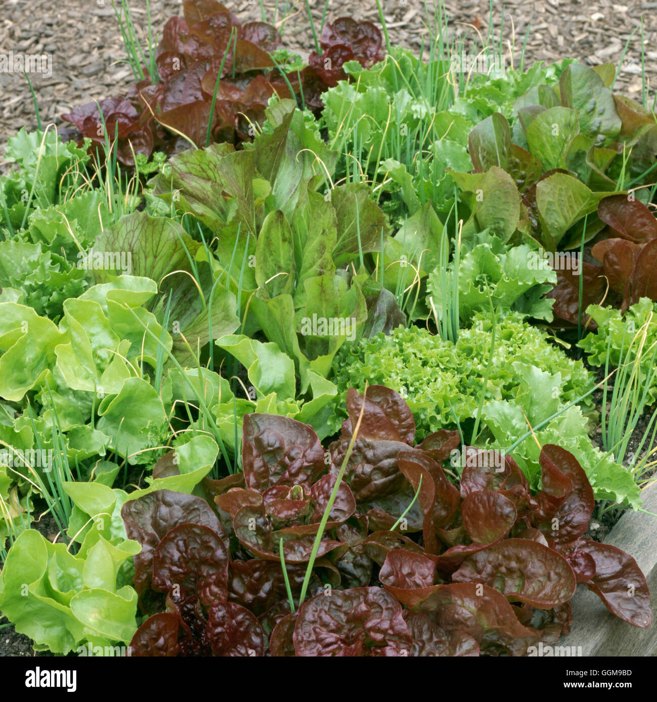 Salad Leaves Mixed - (HDRA - Organic)   VEG098612 Stock Photo