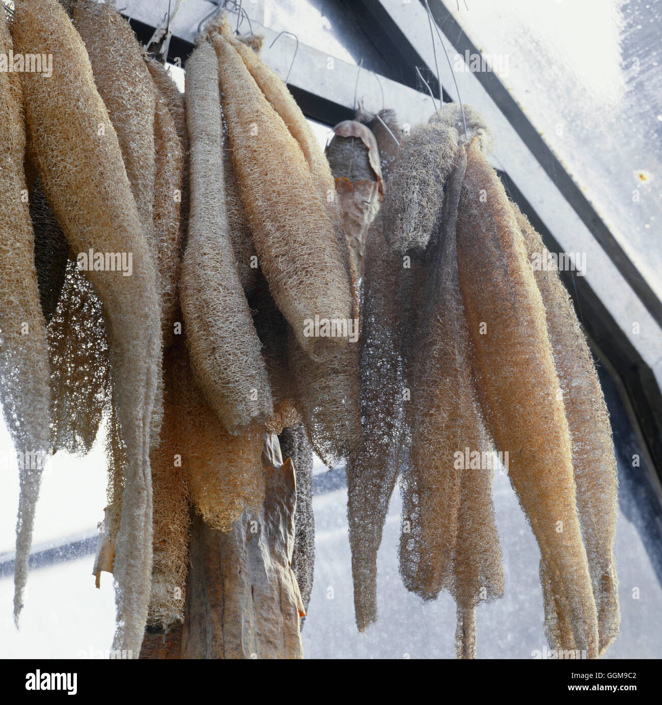 Loofah - (Luffa cylindrica)   VEG103172 Stock Photo
