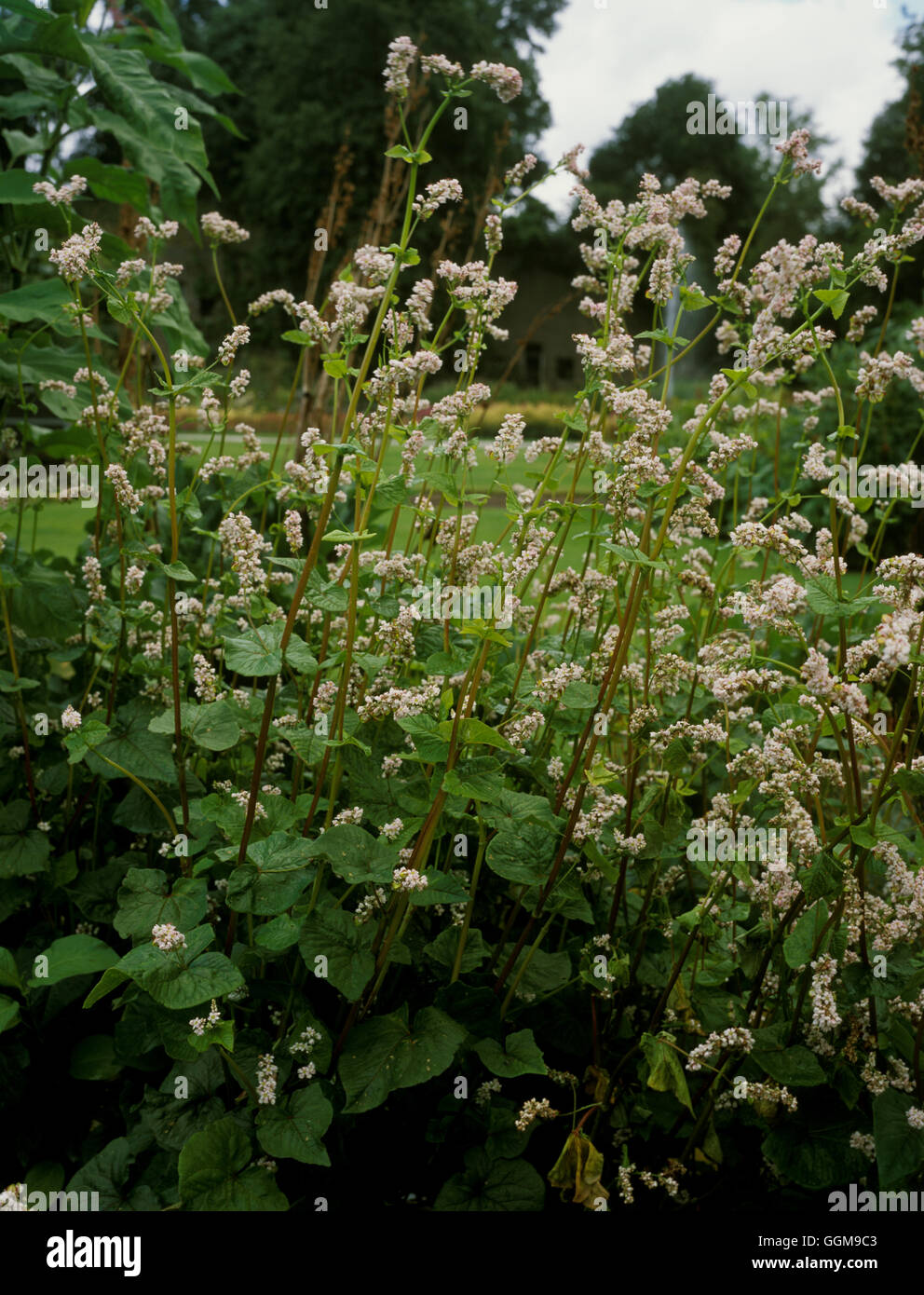 Buckwheat  (Fagopyrum esculentum)  Date: 28/08/2008  VEG103391 Stock Photo