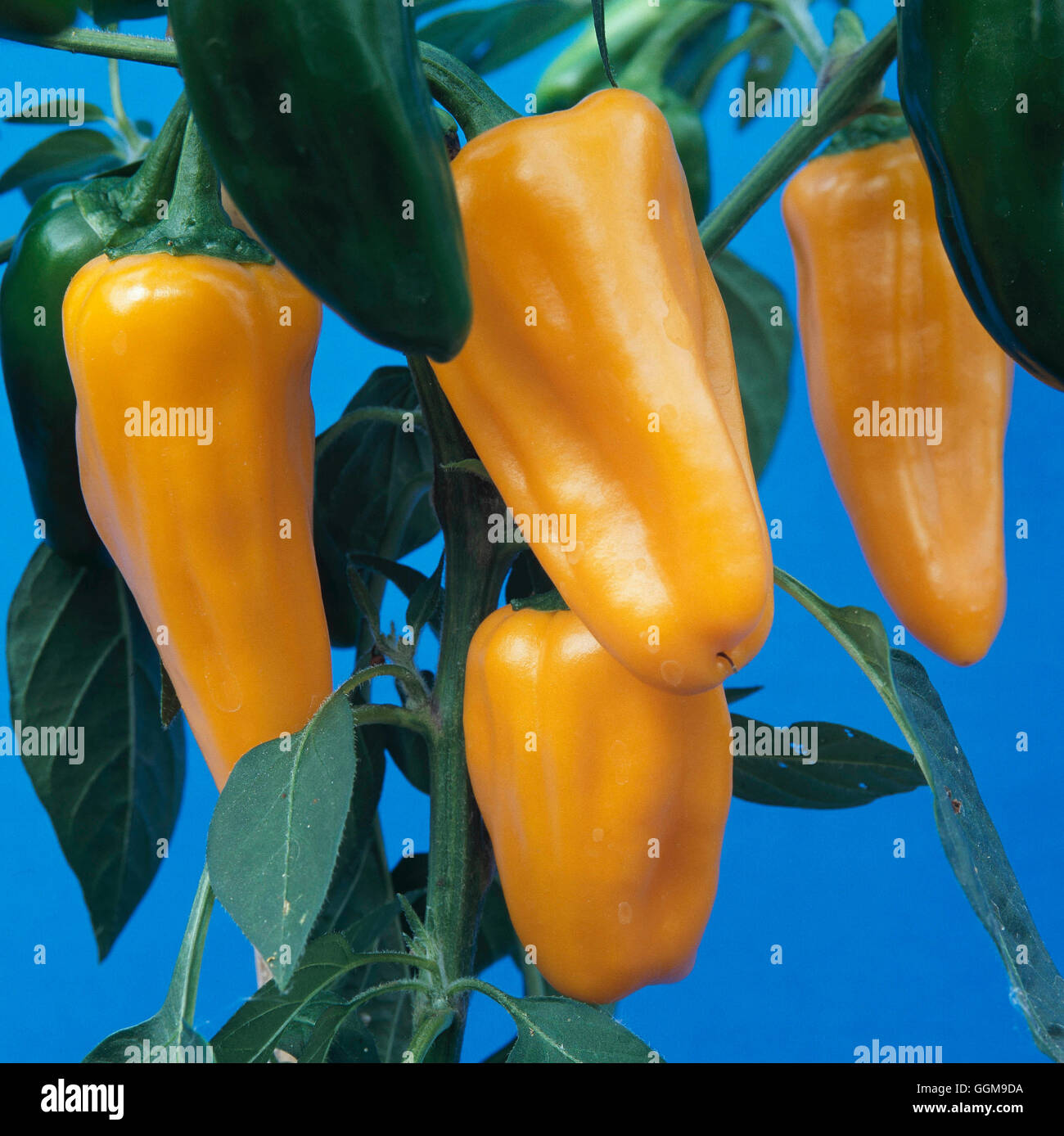 Pepper - Chili - 'Winter Warmer'   VEG108893 Stock Photo