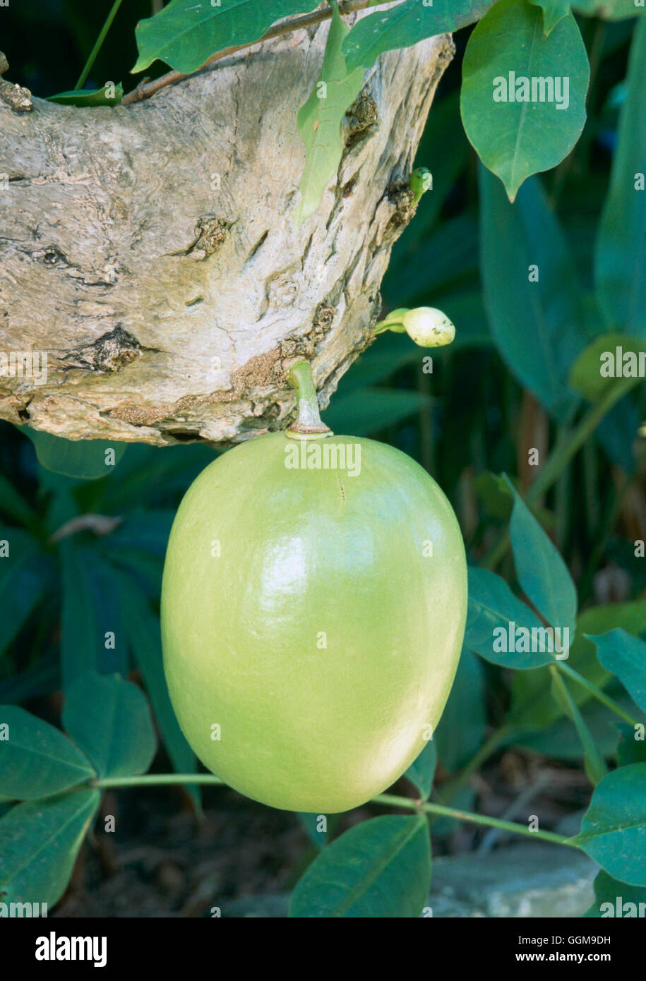 Calabash hi-res stock photography and images - Alamy