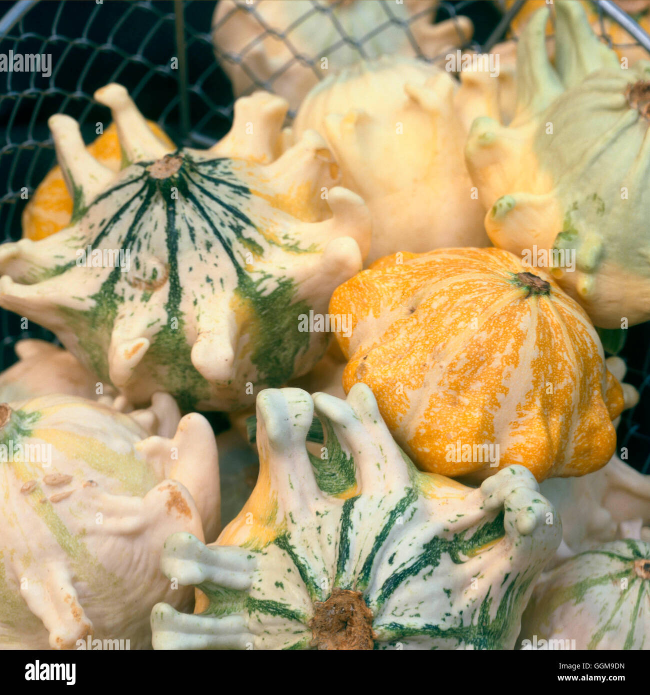 Gourd- 'Griffe du Diable'   VEG110307 Stock Photo