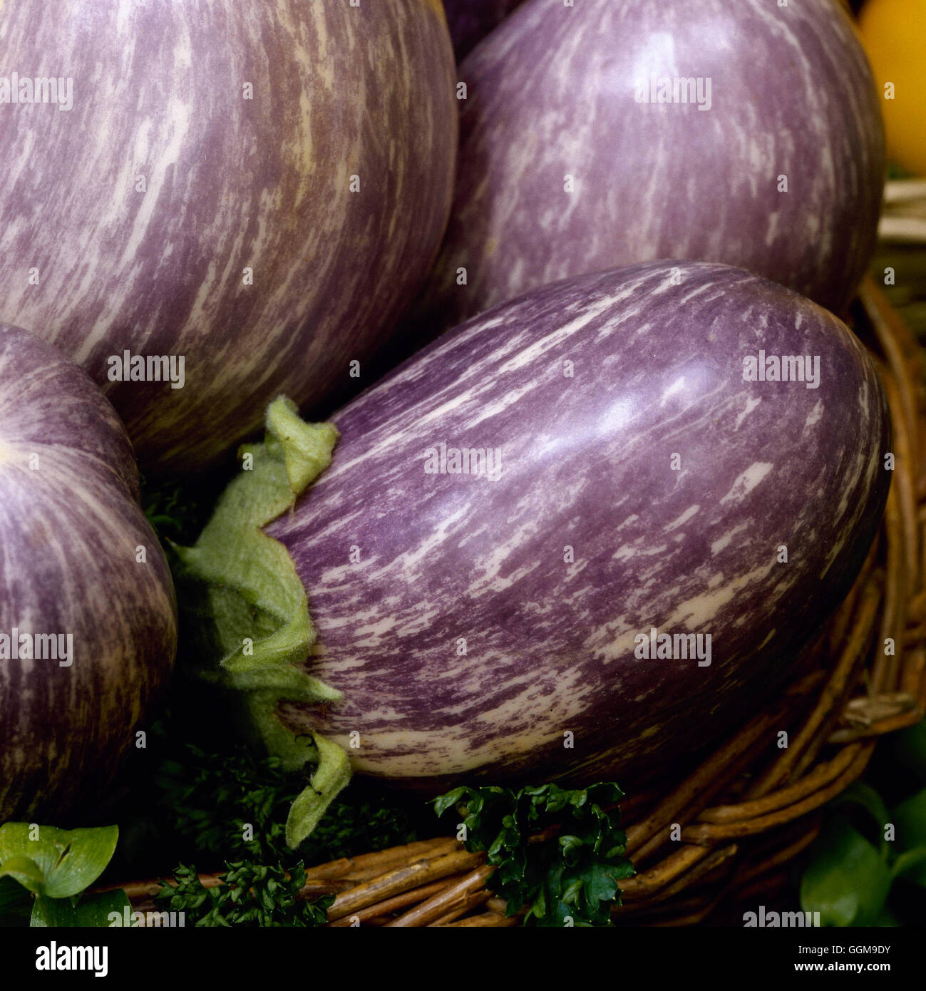 Aubergine- 'Skoutari'   VEG110325 Stock Photo