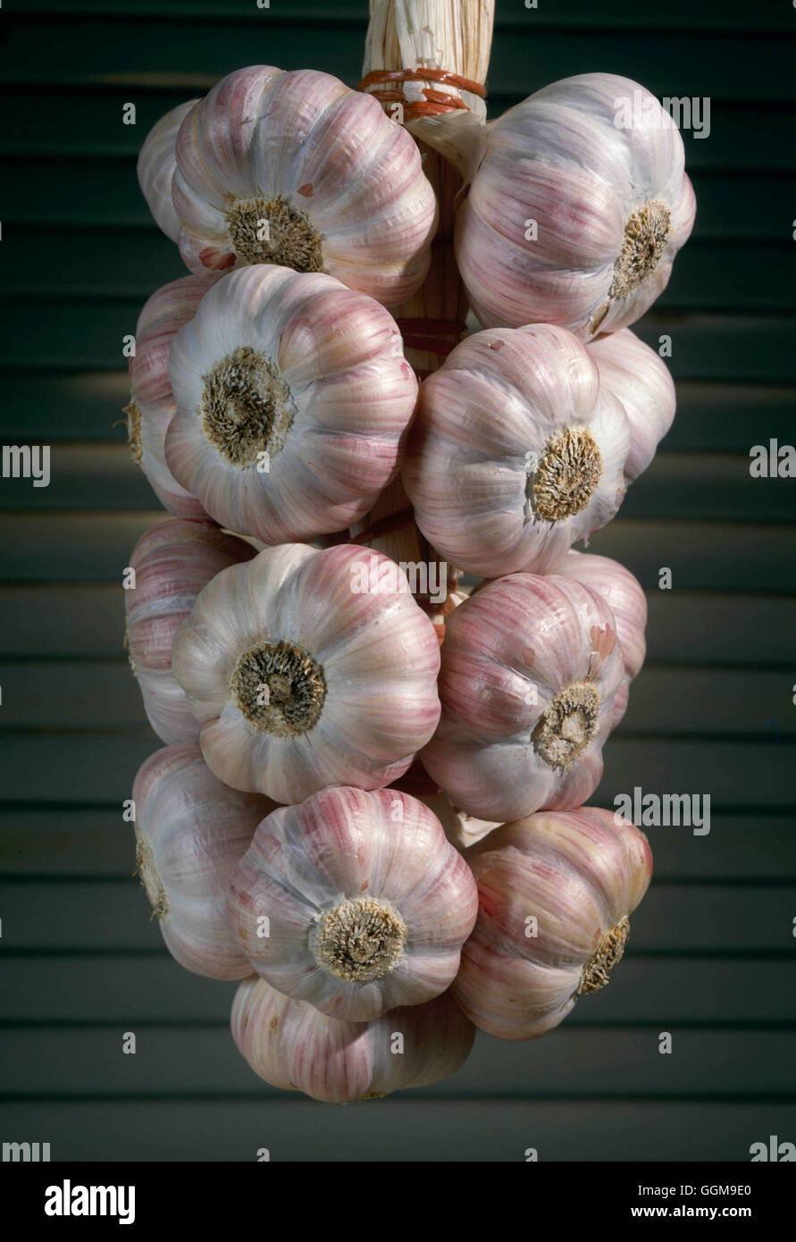 Garlic 'Rose de Lautrec'   VEG110617 Stock Photo