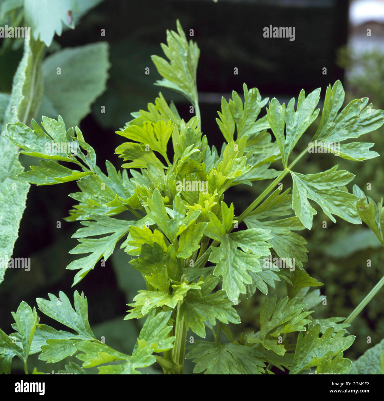 Celery Leaf Celery (Apium graveolens var. secalinum) VEG111599