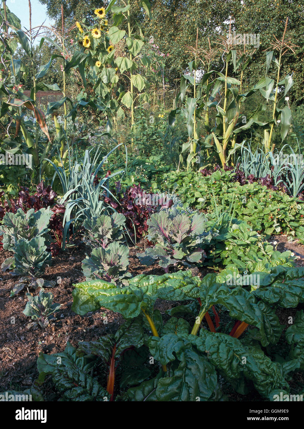 Vegetable Garden - in August - Organic - (Please credit: Photos Hort/Joy Larkcom)   VGN090278     Ph Stock Photo