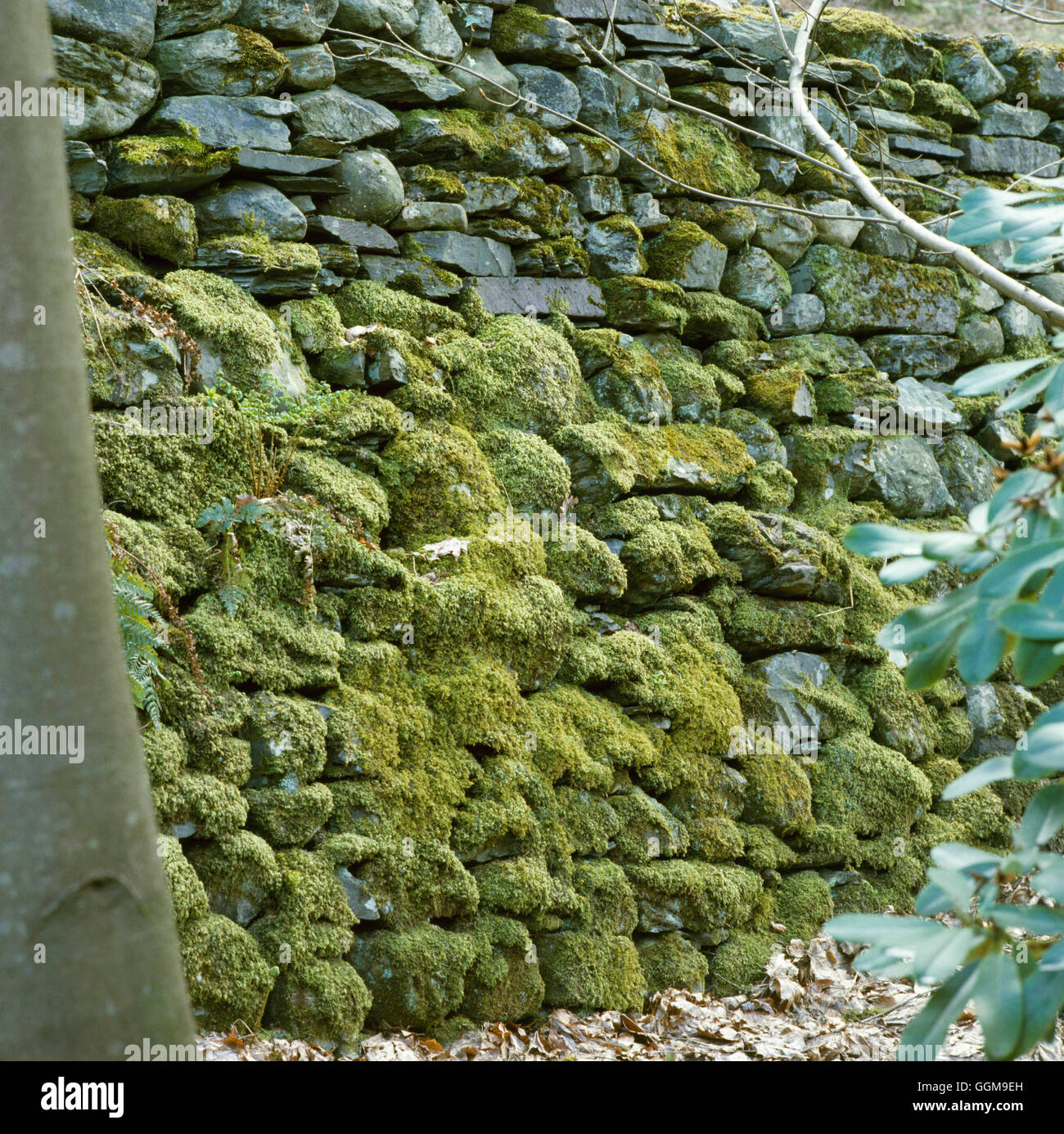 Wall - clothed in Moss   WAL056701 Stock Photo