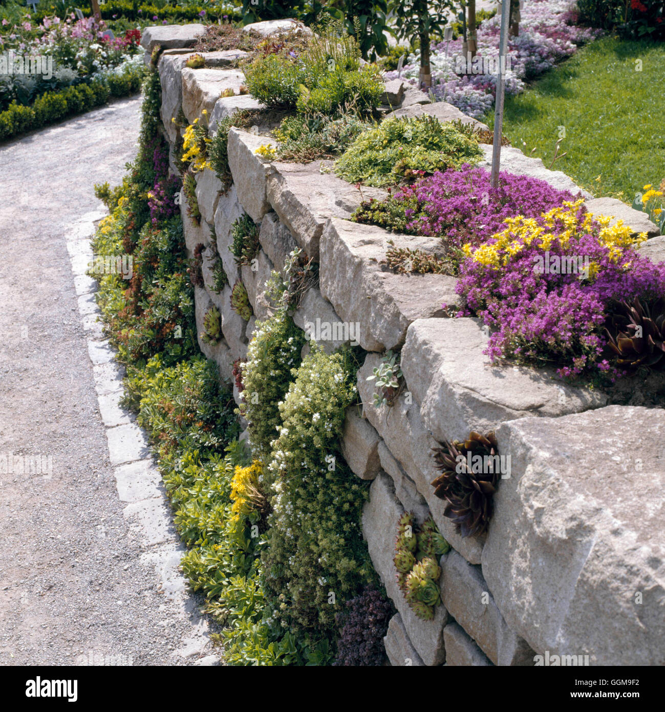 Wall Plants Alpines growing in dry stone wall. WAP071979 Stock Photo