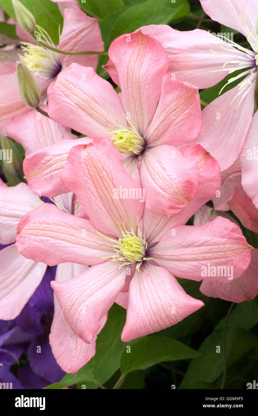 Clematis ‘Ai-nor’ (Chelsea flower show 2008)    Date: 21.05.2008  WAR000276   Michael Warren/Photos Stock Photo