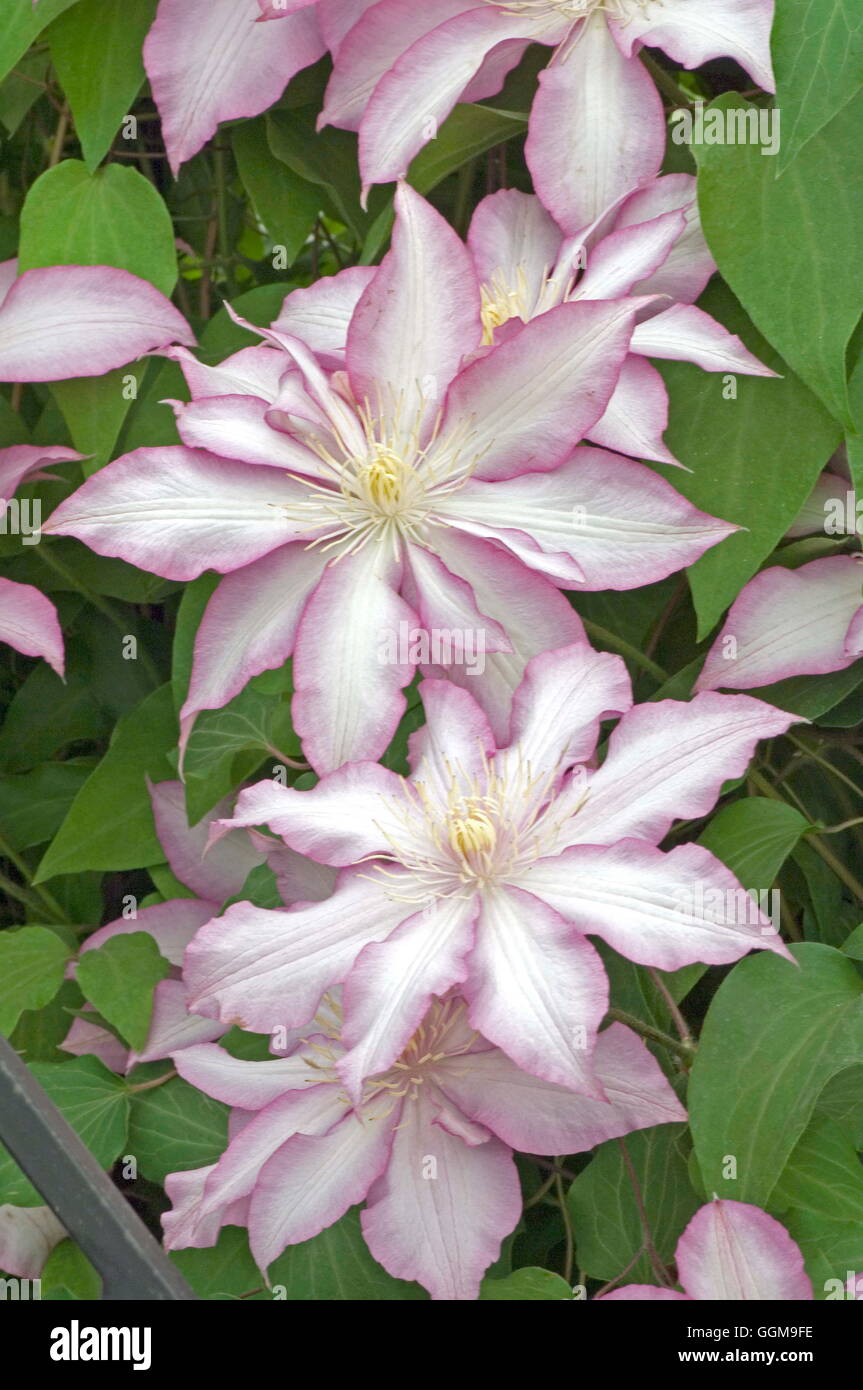 Clematis ‘Morning Star’, bred by Wim Snoeijer in The Netherlands and introduced by Thorncroft Clematis Nursery.  (Chelsea flower Stock Photo