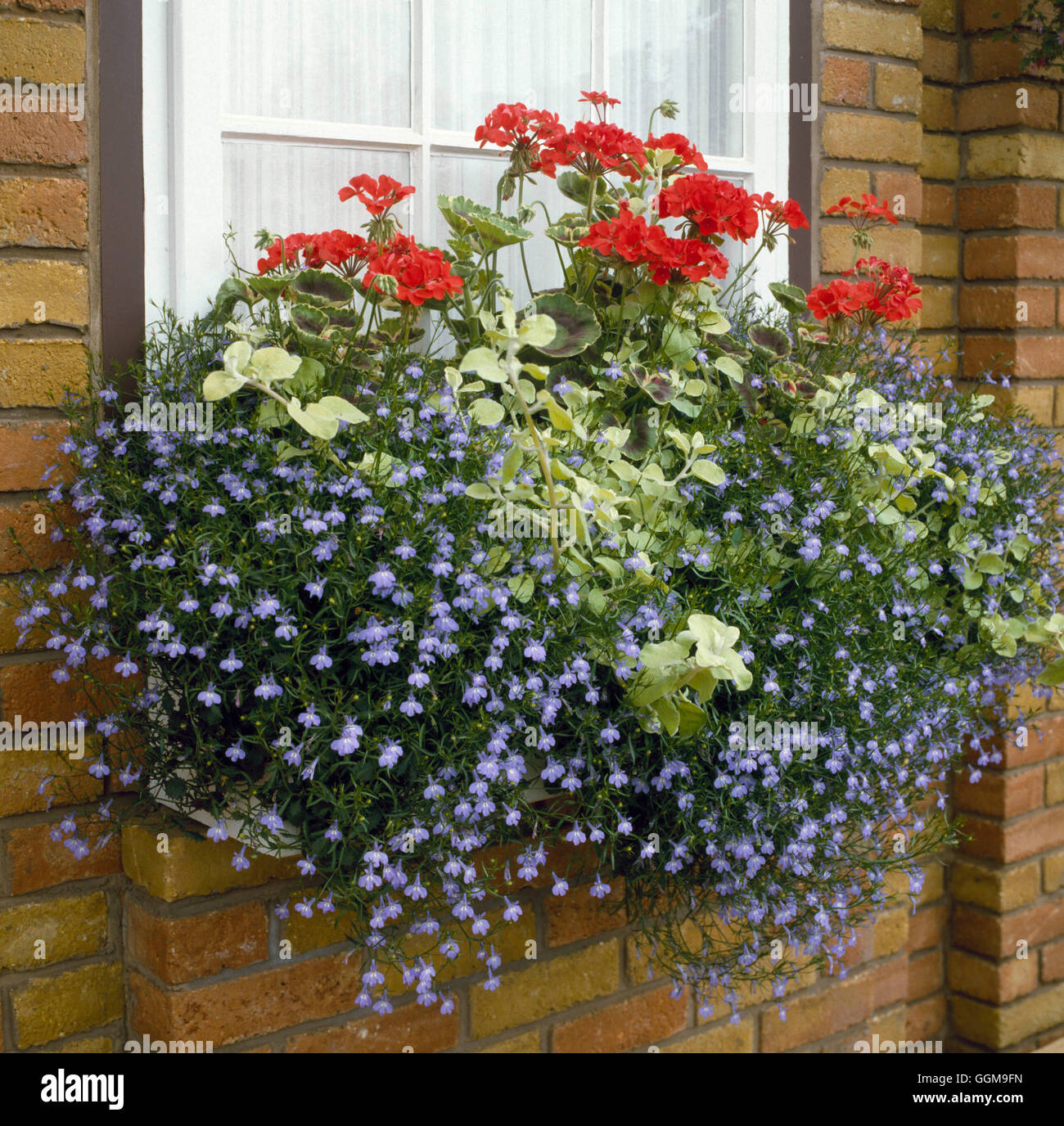 Window Box - planted with Pelargoniums  Lobelia and Helichrysum   WBX035251 Stock Photo