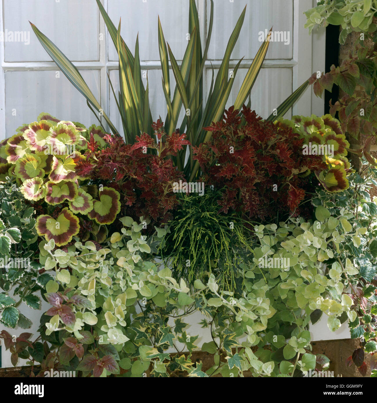 Window Box planted with foliage plants including Phormium