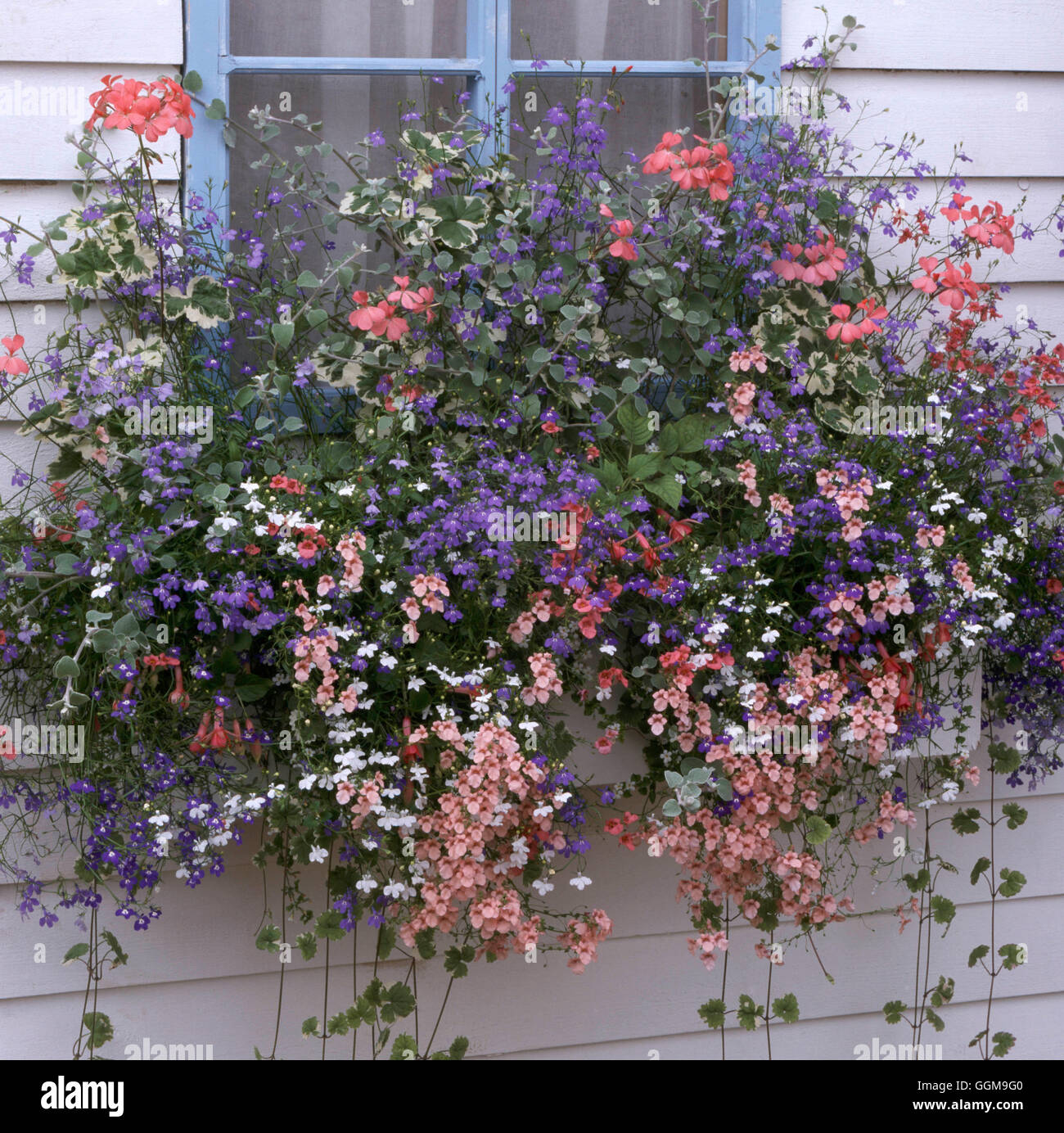 Window Box - planted with Pelargoniums  Lobelia  Discaia  Helichrysum and Scaevola   WBX096943     P Stock Photo