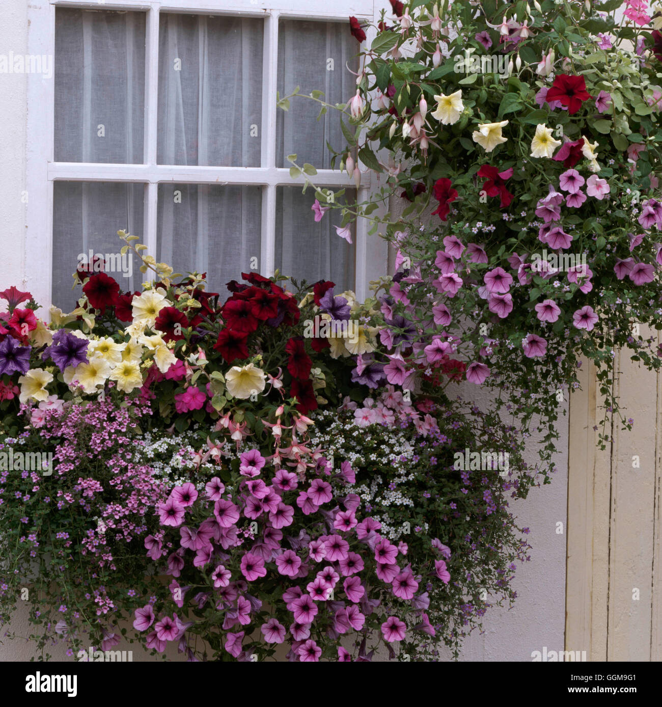 Window Box - and Hanging Basket planted with Fuchsias Petunias Bacopa ...