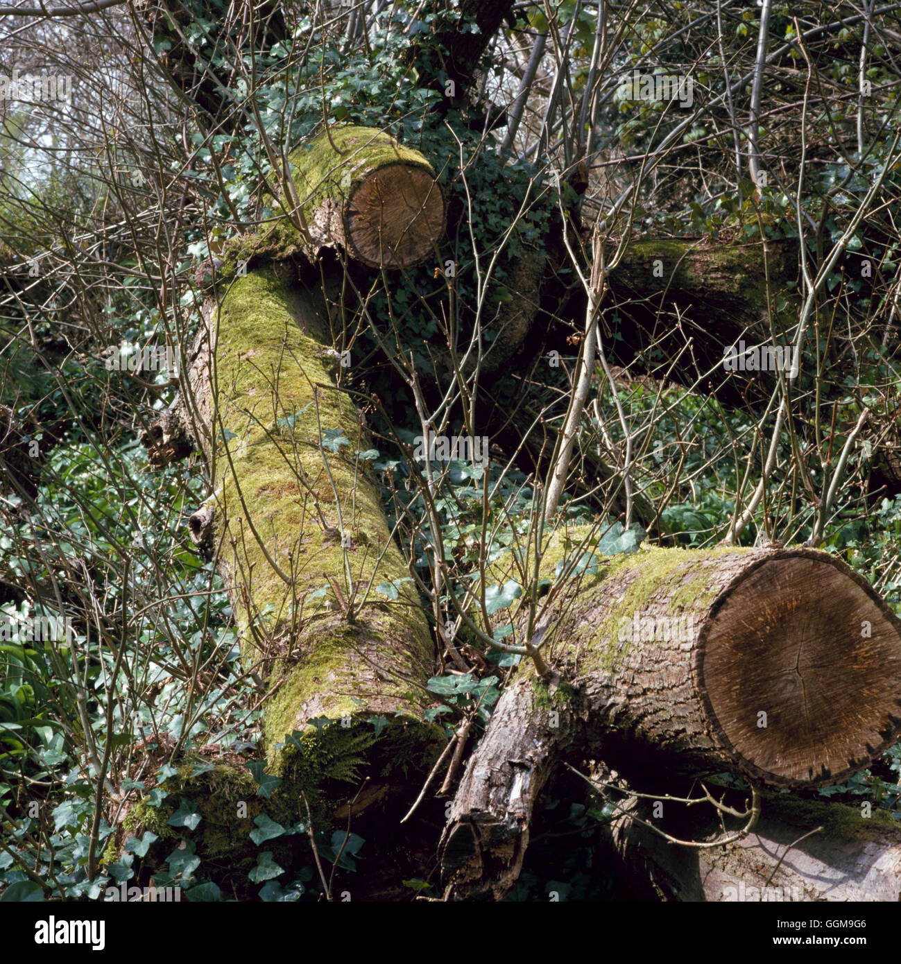 Wildlife - habitat created with log pile   WDL103771 Stock Photo