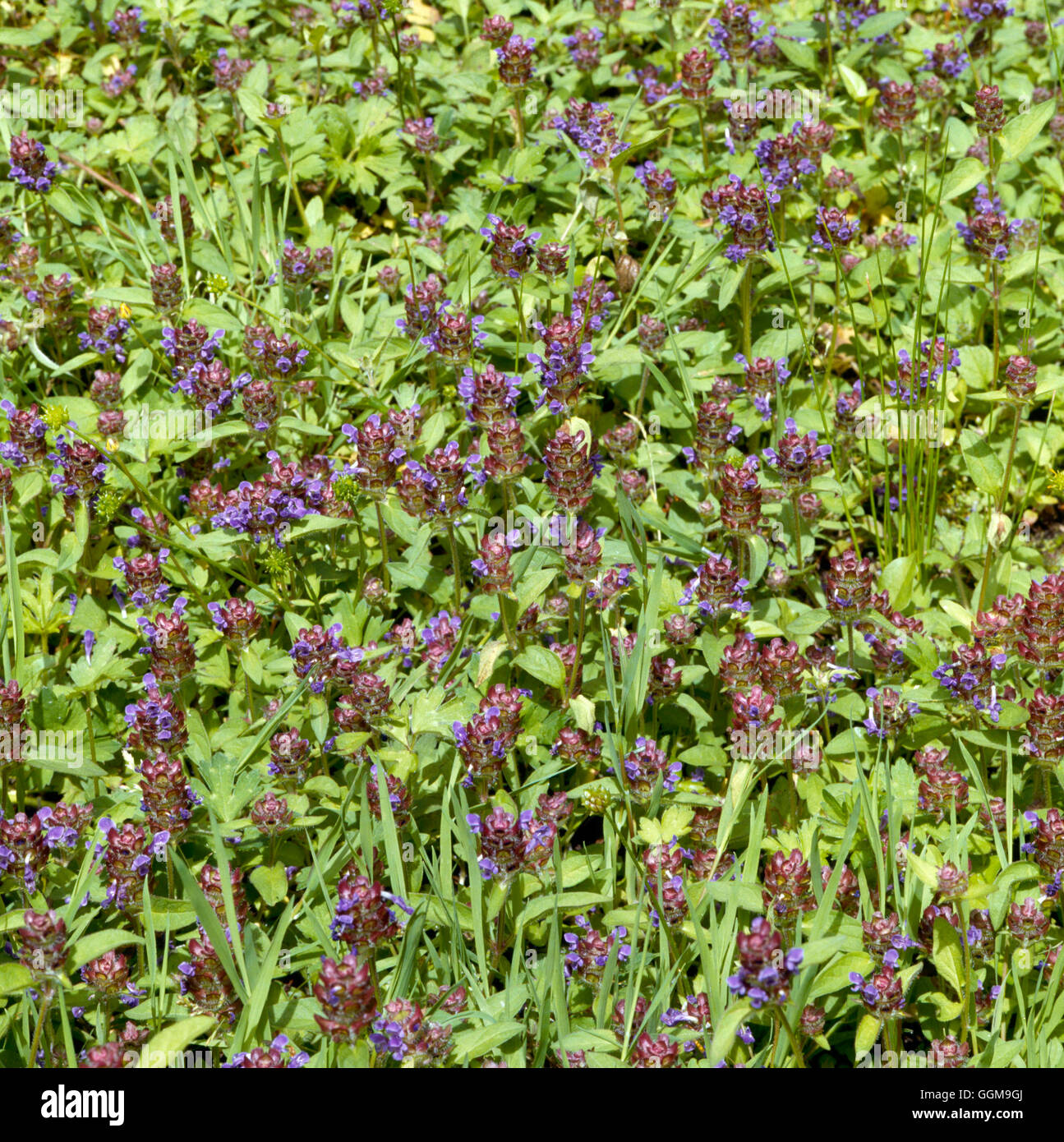 Selfheal - (Prunella vulgaris)   WFL029429 Stock Photo