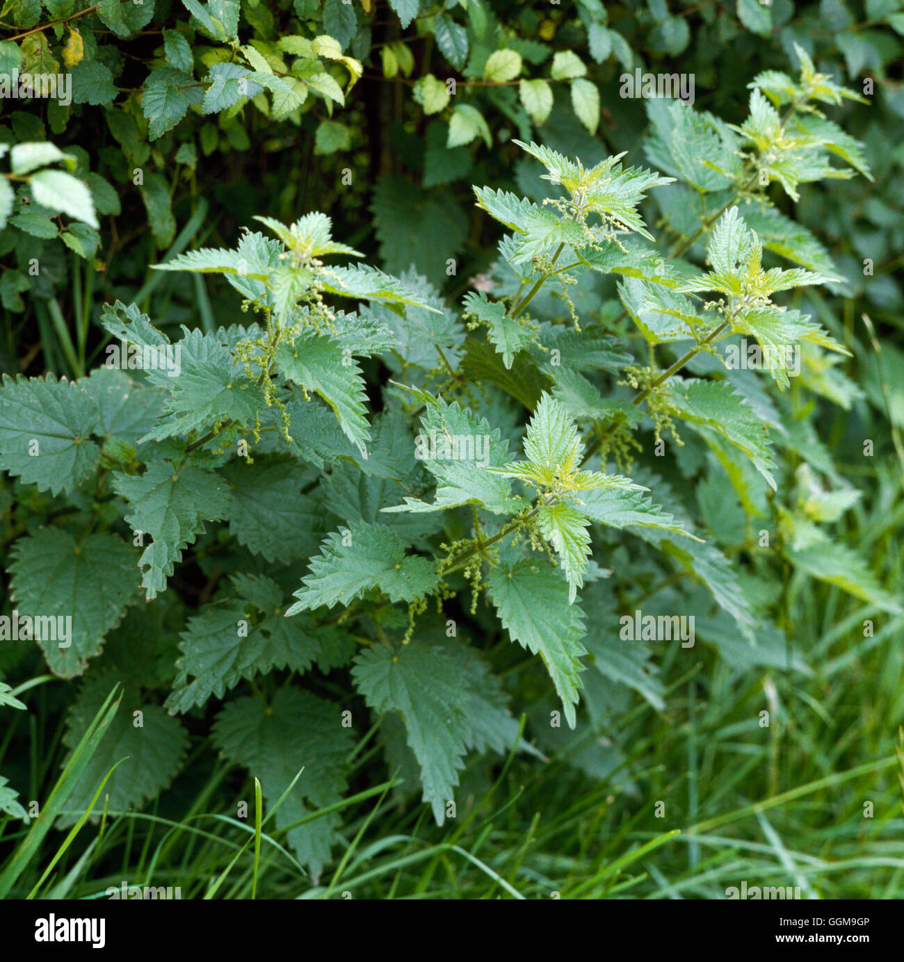Nettles - Stinging - (Urtica dioica)   WFL030582 Stock Photo