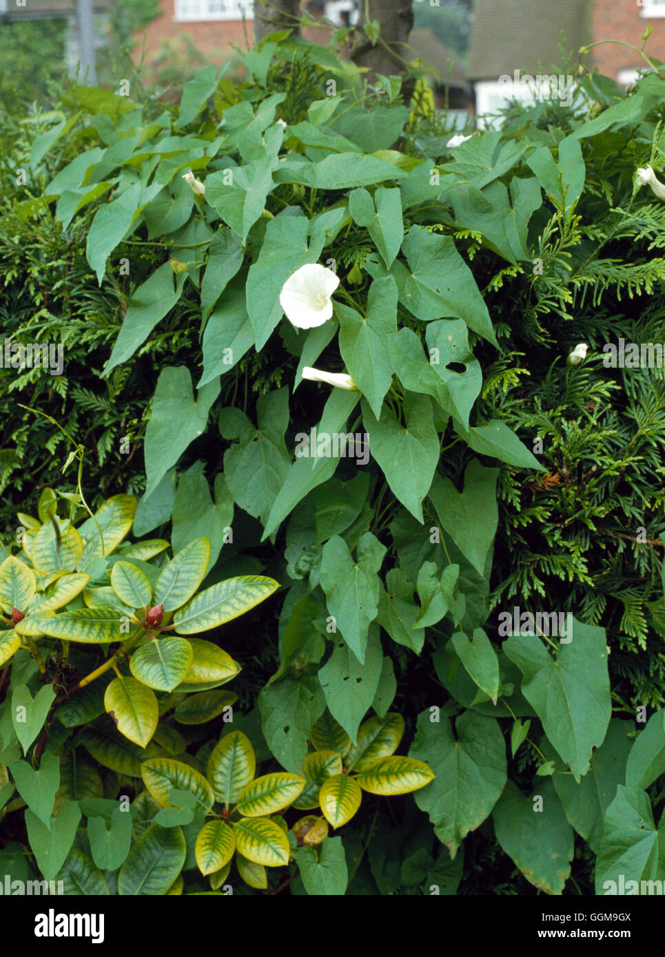 Bellbine - also known as Hedge Bindweed) (Calystegia sepium)'' Wild Flowers'''   WFL037995     Pho' Stock Photo