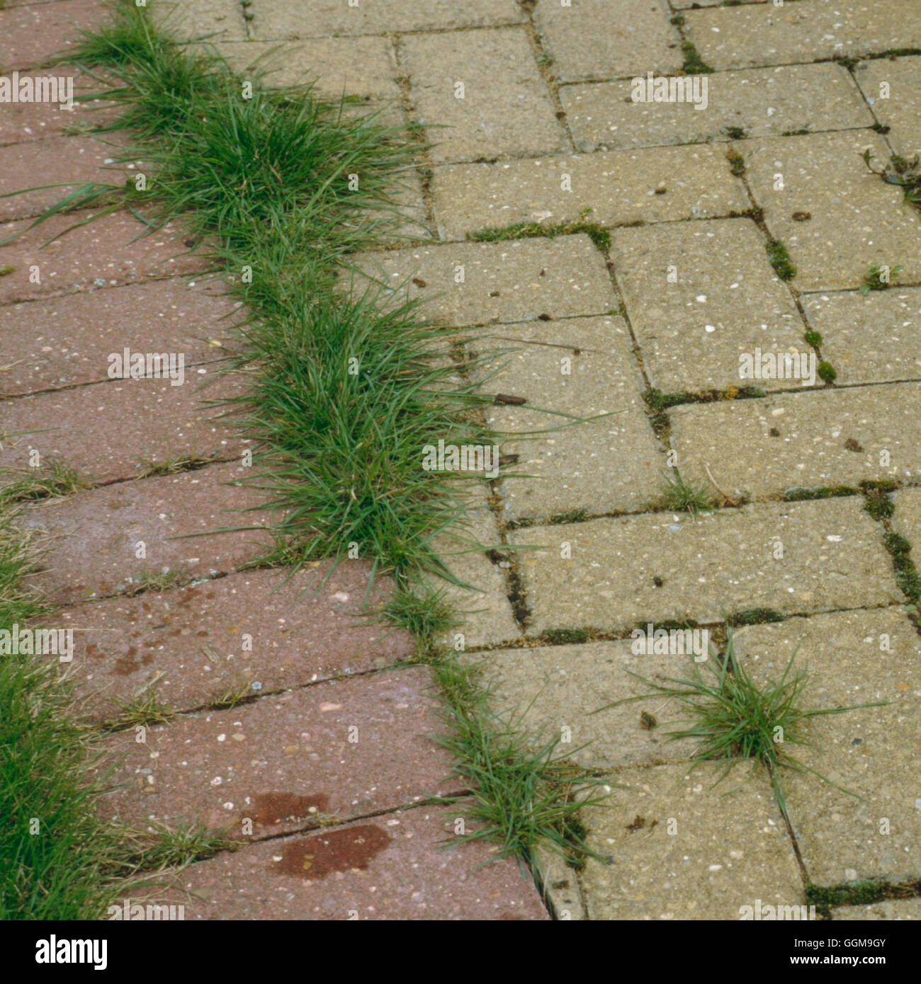 Weeds in block paving path. WFL038426 Stock Photo Alamy