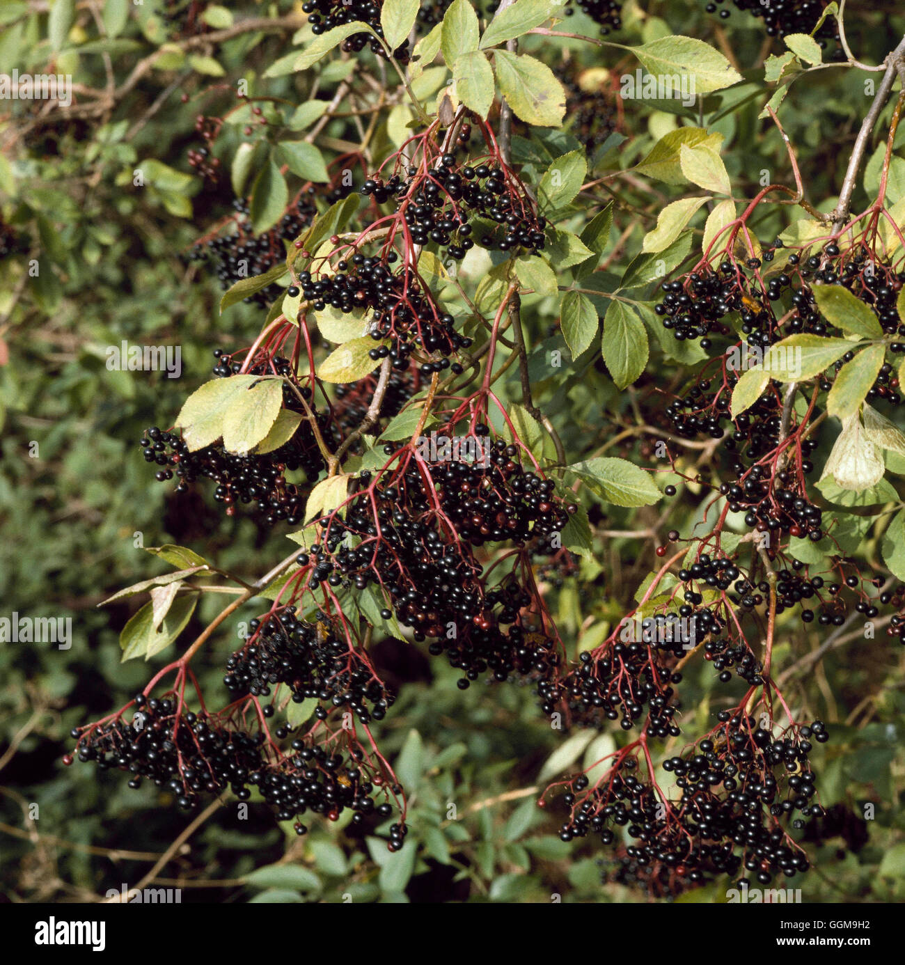 Elderberry - (Sambucus nigra) WFL040082 Stock Photo - Alamy