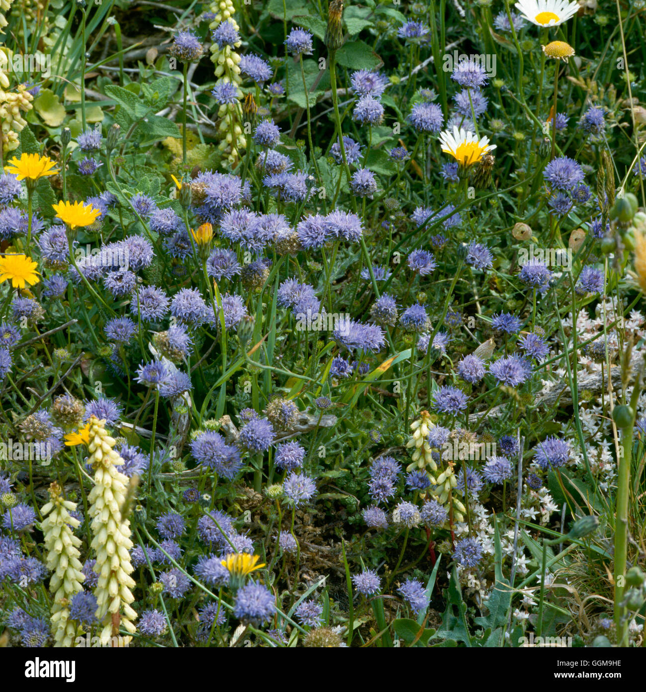 Scabious - Sheep's-bit - (Jasione montana)   WFL051820 Stock Photo