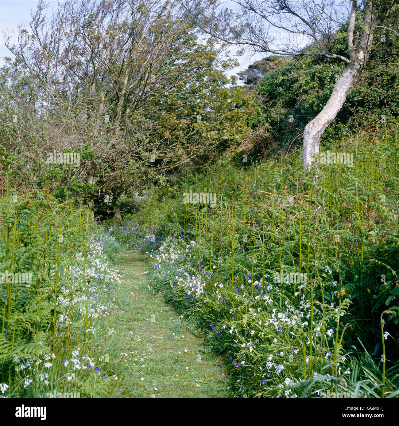 Wild Flowers - carpeting a woodland walk  with Bracken and Three-cornered Leek (Allium triquetrum) predominating   WFL Stock Photo