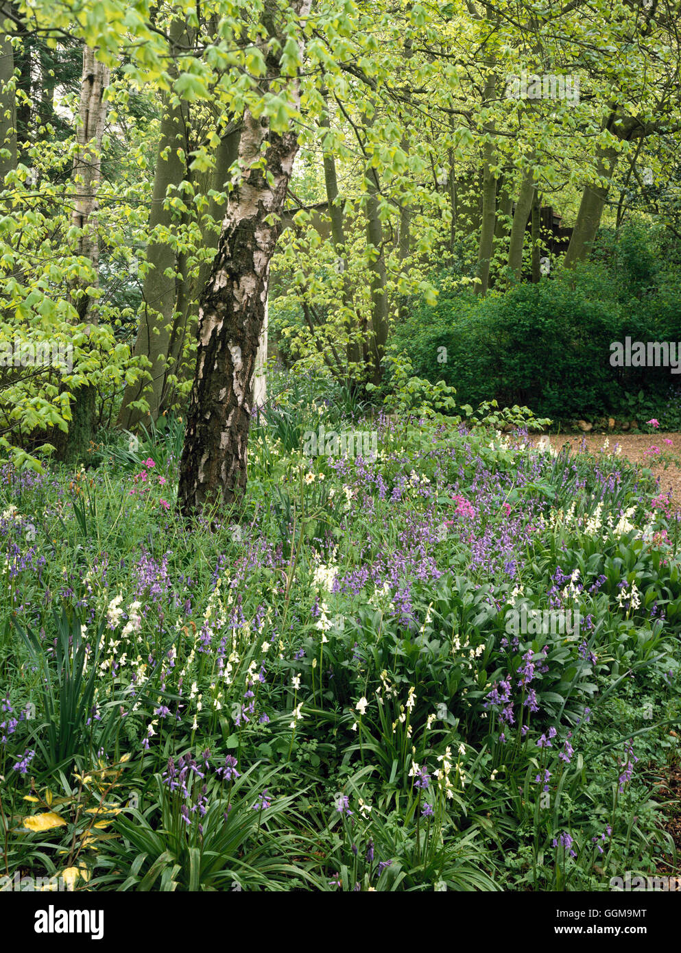 Woodland Garden at edge of driveway WOG080771 Stock Photo Alamy