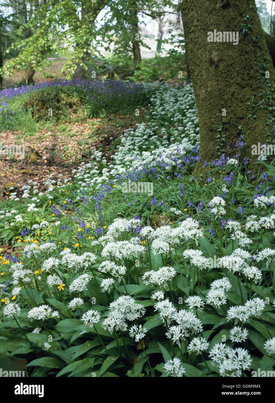 Woodland Garden - with Ransons (Allium ursinum) - and Bluebells (Hyacinthoides non-scripta)   WOG101220  Compulsory Cr Stock Photo