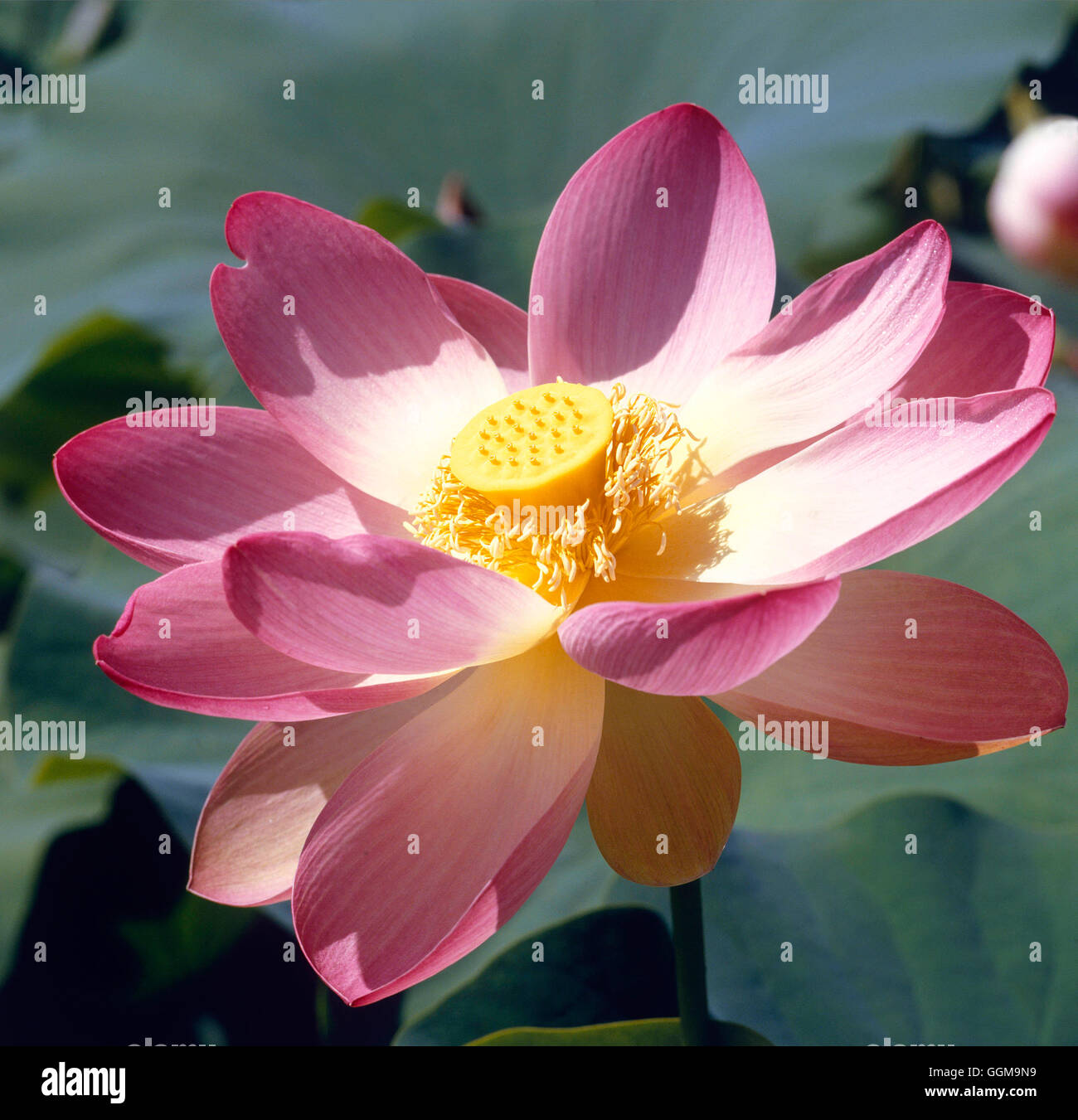 Nelumbo nucifera - Sacred Lotus   WPL019337 Stock Photo