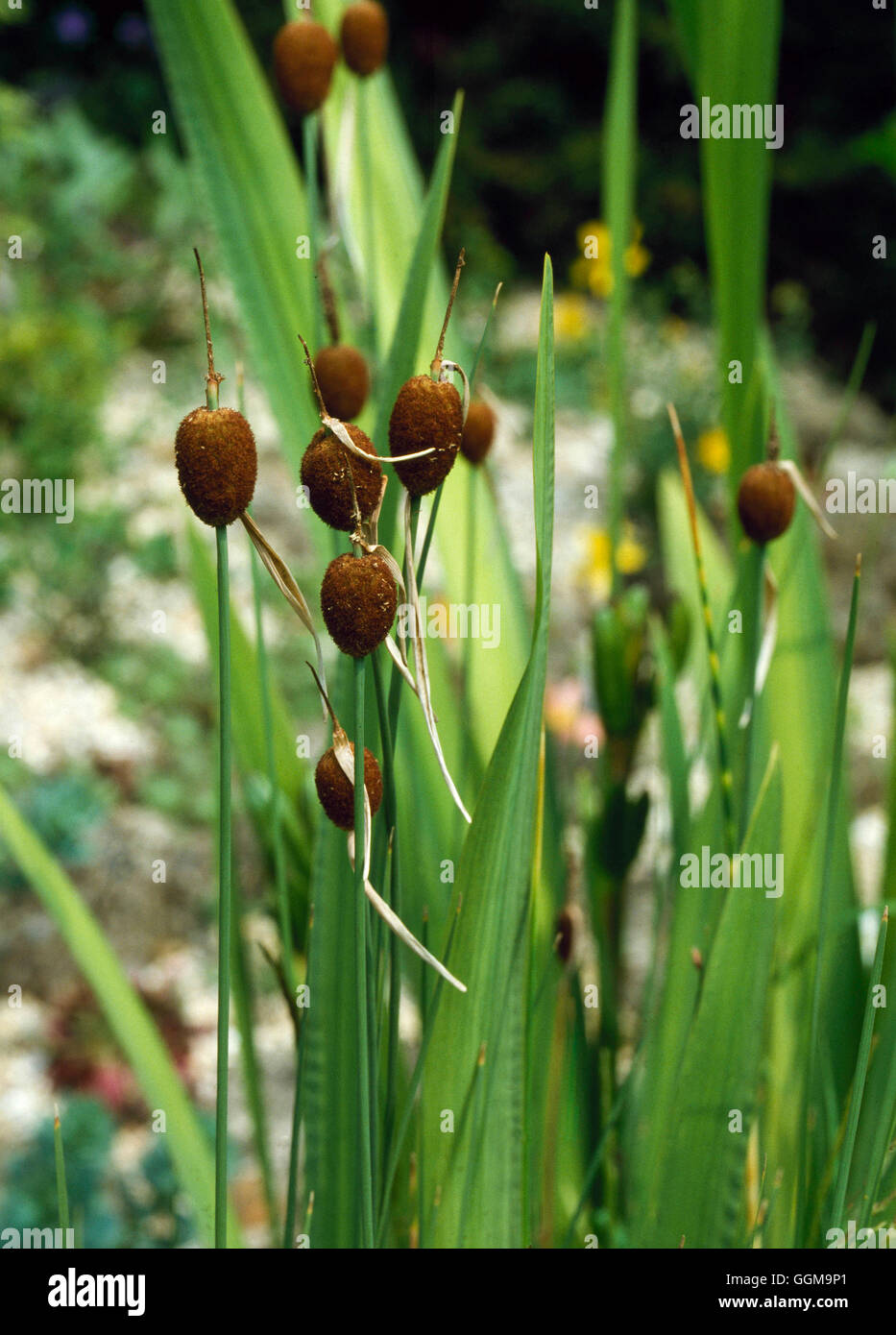 Reed mace minima hires stock photography and images Alamy