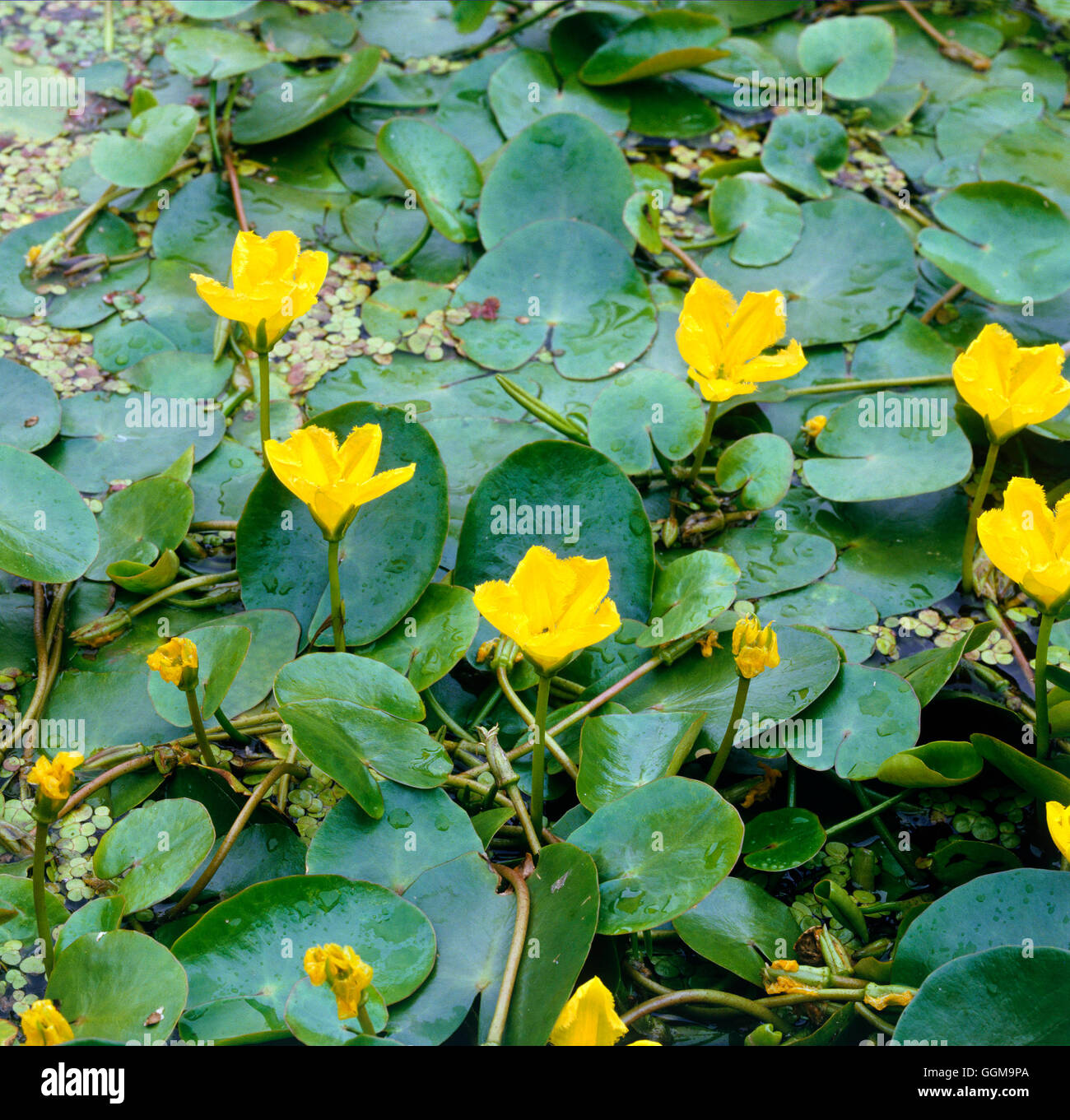Nymphoides peltata - Yellow Floating Heart   WPL060612 Stock Photo