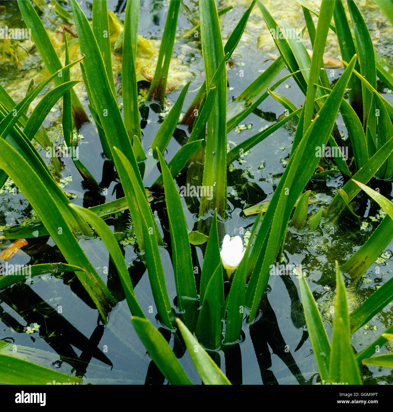 Stratiotes aloides - Water Soldier   WPL067576 Stock Photo