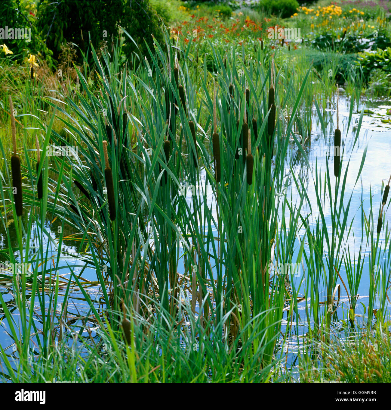 Typha latifolia - Bulrush ""Cat's Tail"" ""Great Reedmace"""   WPL090952     Photos Horticultur" Stock Photo