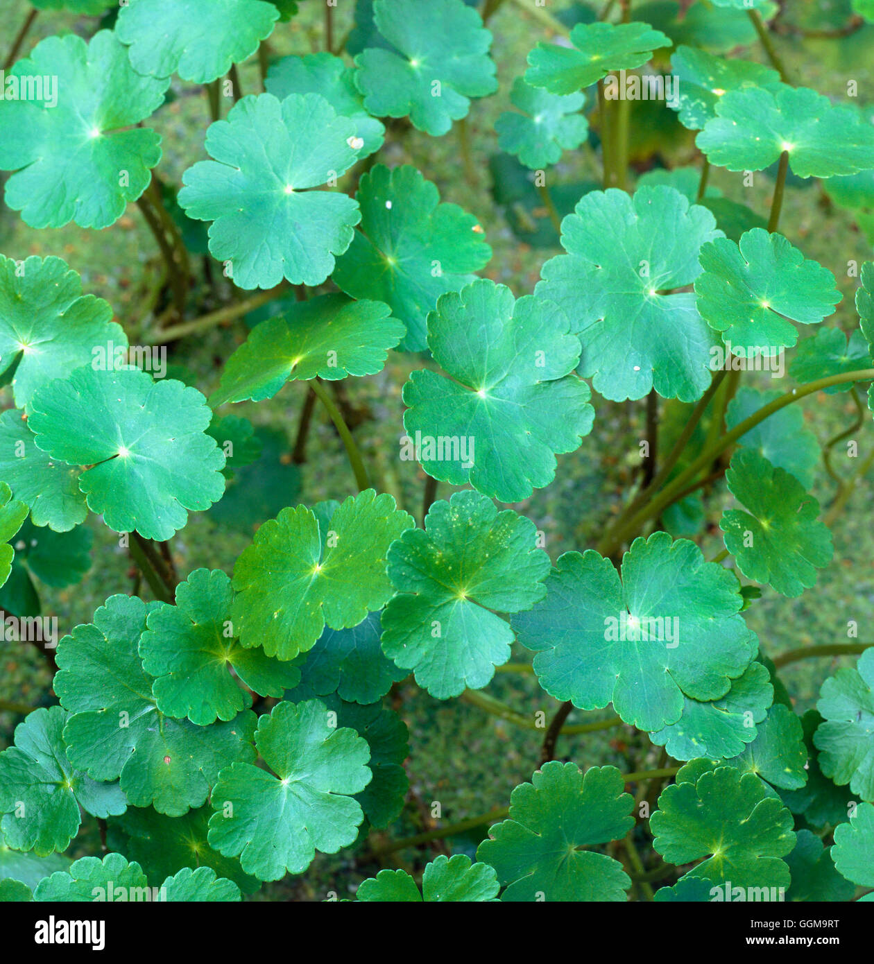 Hydrocotyle vulgaris - Marsh Pennywort   WPL103915 Stock Photo