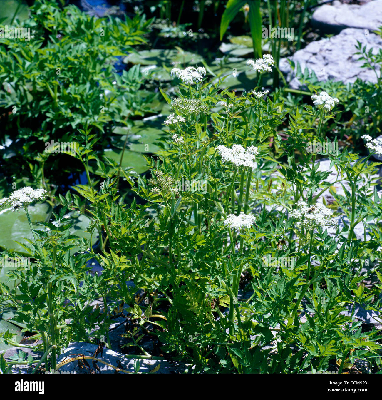 Oenanthe sarmentosa- - Water Parsley   WPL110089 Stock Photo