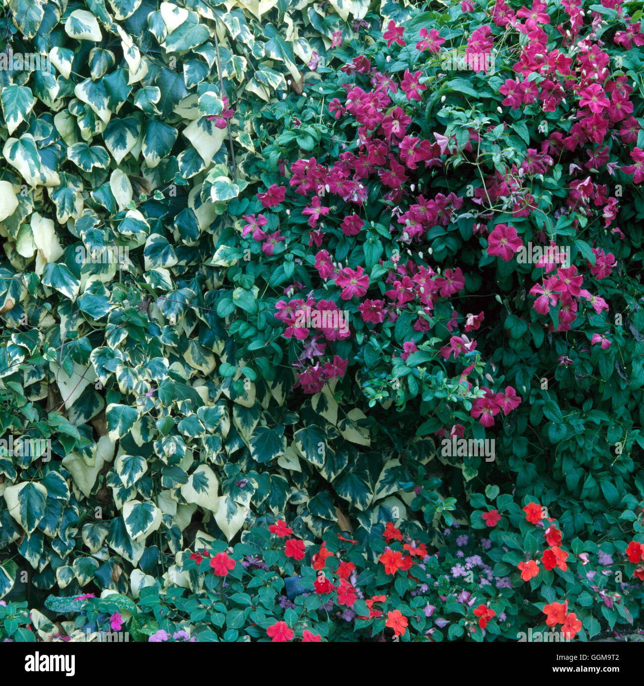 Wall Shrubs - Hedera colchica `Dentata Variegata' AGM with Clematis  `Abundance' AGM underplanted with Impatiens WSB0 Stock Photo - Alamy