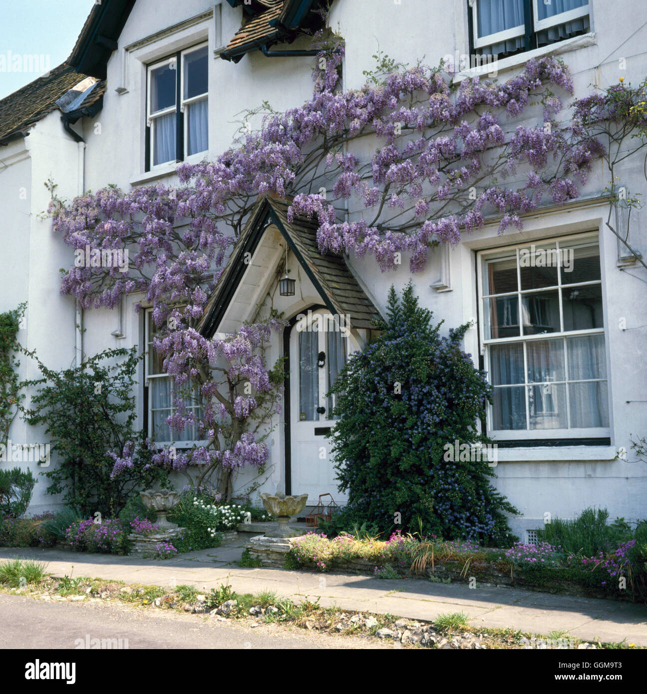 Wall Shrubs - of Wisteria and Ceanothus enhancing front of house   WSB081052     Photos Horticultura Stock Photo