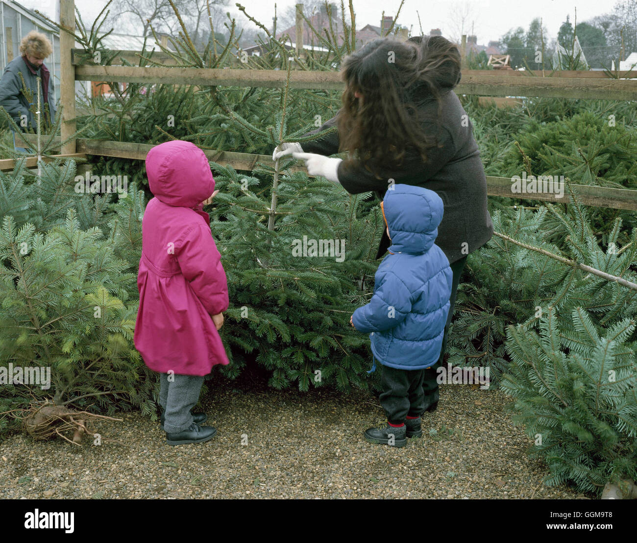 Christmas Scene - Chosing a tree. (Abies nordmanniana sold as Nordman or ''Christmas Fir'')'''''   XMS065685  Com' Stock Photo