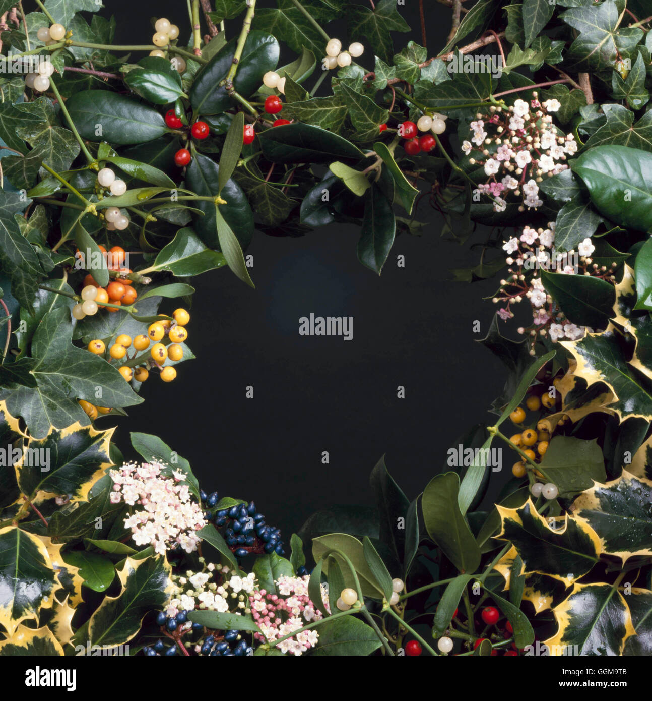 Christmas Scene with Hollies Ivy Viburnum and Mistletoe. XMS087613