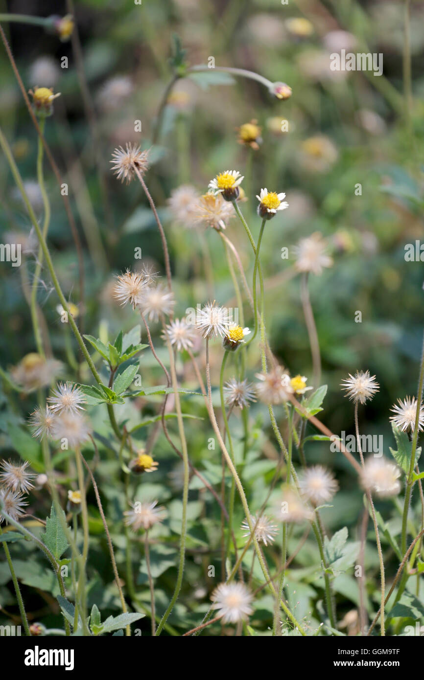 tropics grass flower in the meadow on soft focus of abstract nature background. Stock Photo