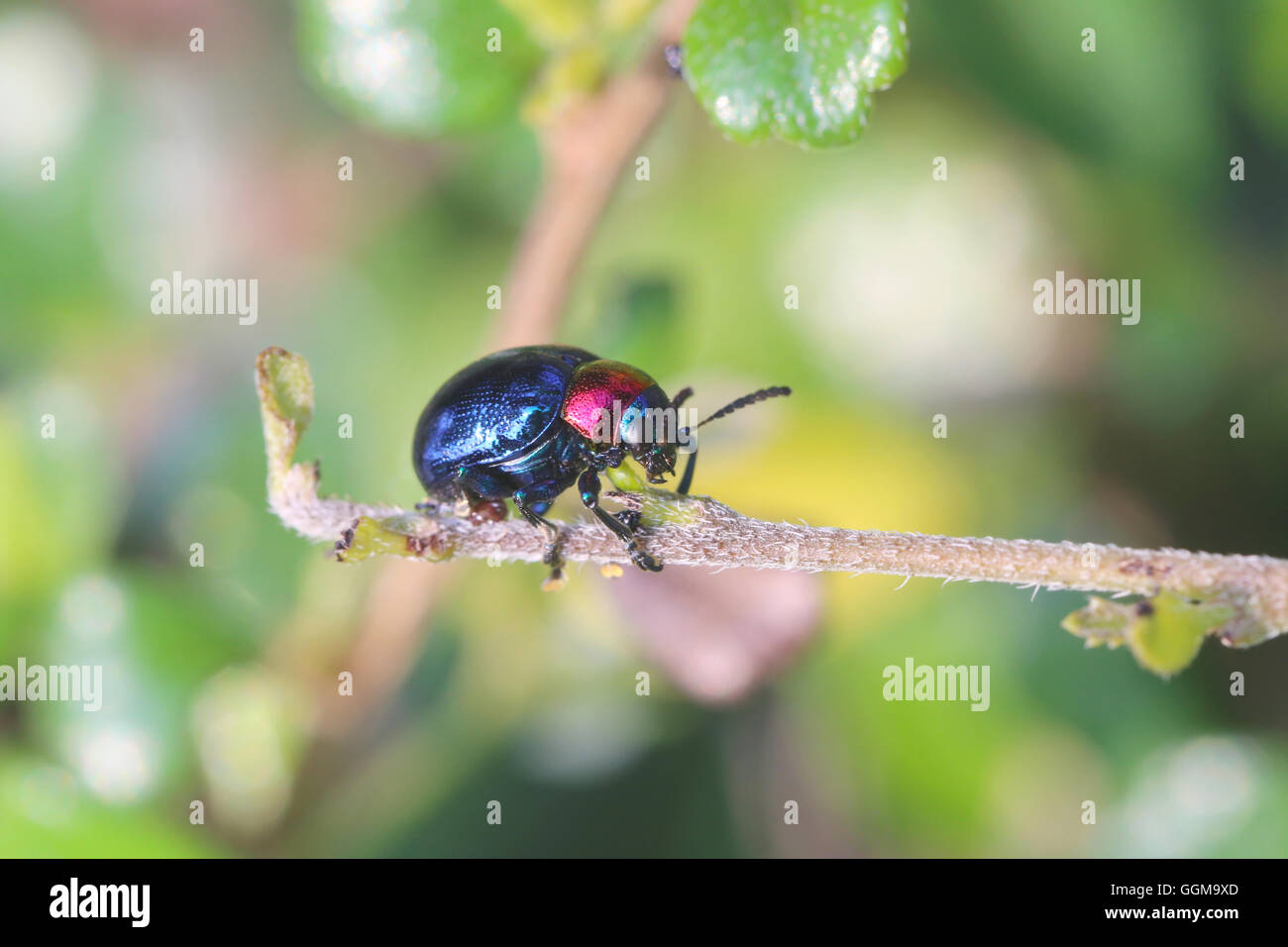 blue scarabaeidae on branch tree in the garden and eating leaves is food. Stock Photo