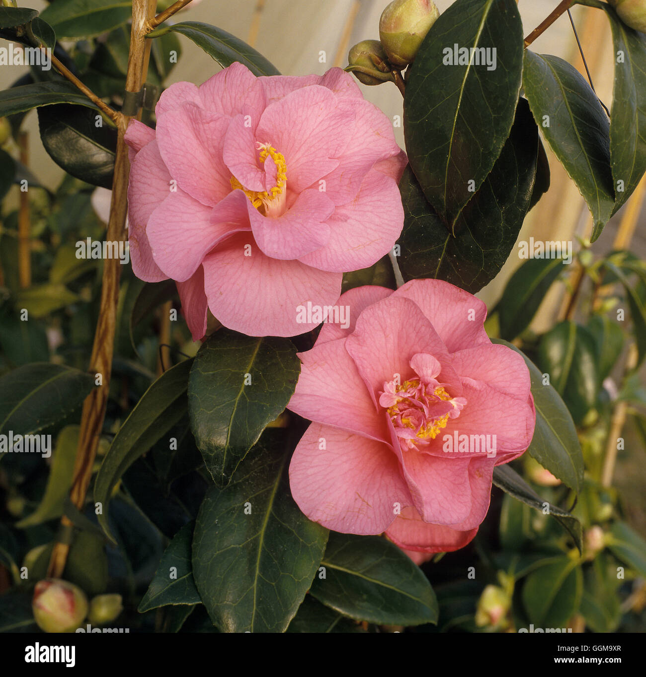 Camellia x williamsii 'Brigadoon'  Date: 13/10/2008  Ref: UMW 122062 0002 Stock Photo