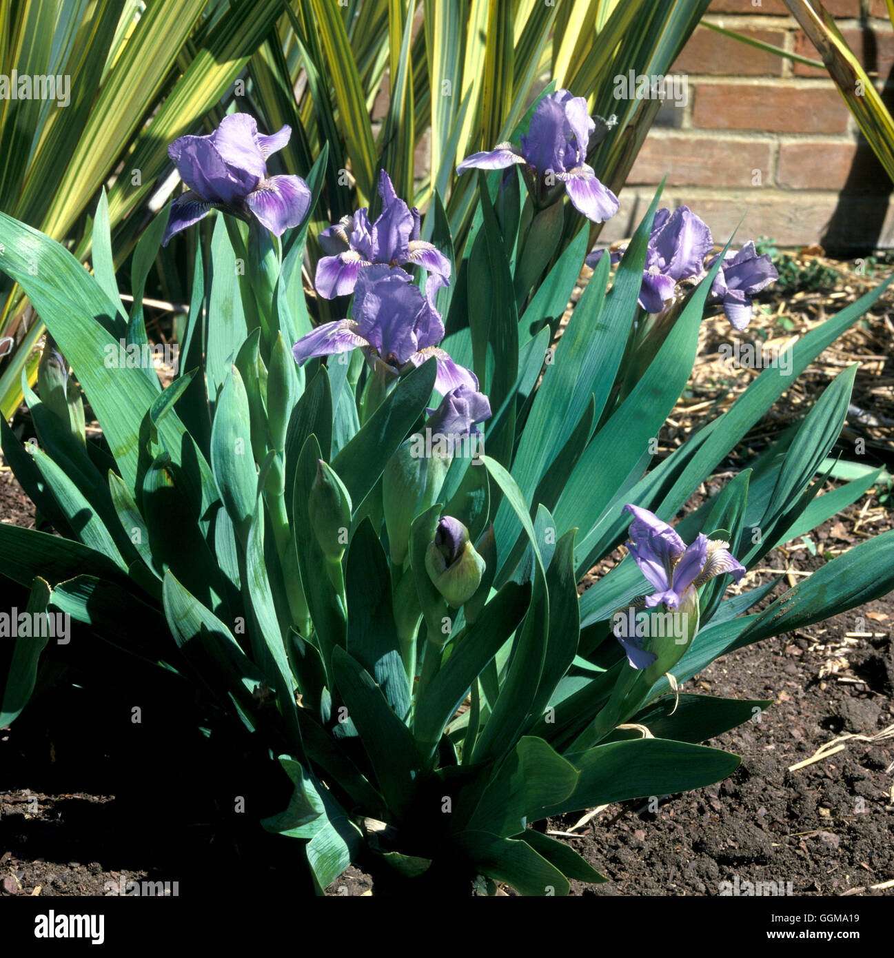 Tinkerbell flowers hi-res stock photography and images - Alamy