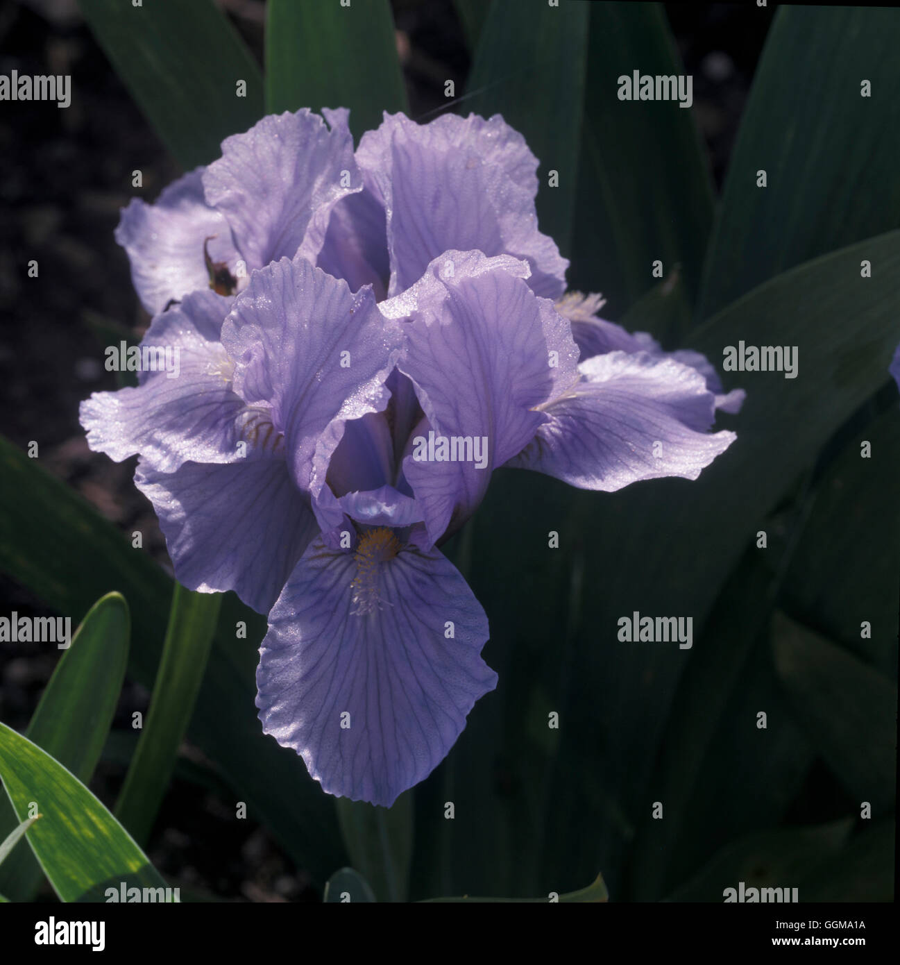 Iris 'Blue Denim' (Standard Dwarf Bearded) Stock Photo