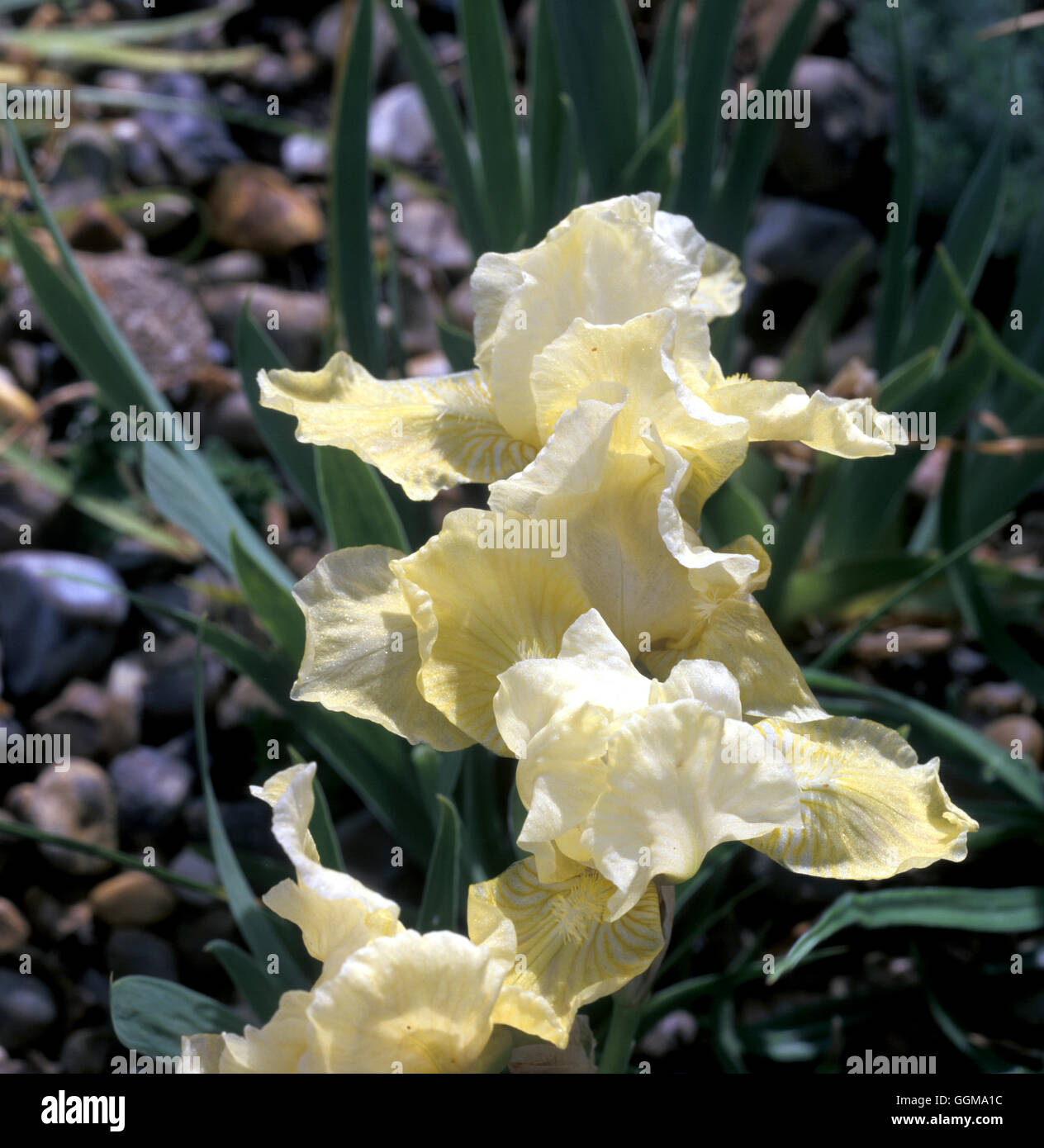 Iris 'Lemon Flare' (Standard Dwarf Bearded) Stock Photo