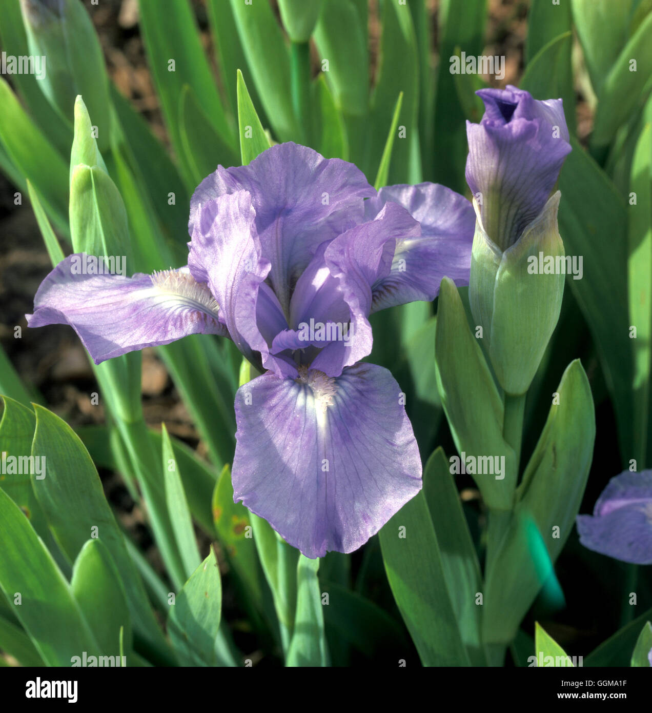 Iris 'Sapphire Gem' (Standard Dwarf Bearded) Stock Photo