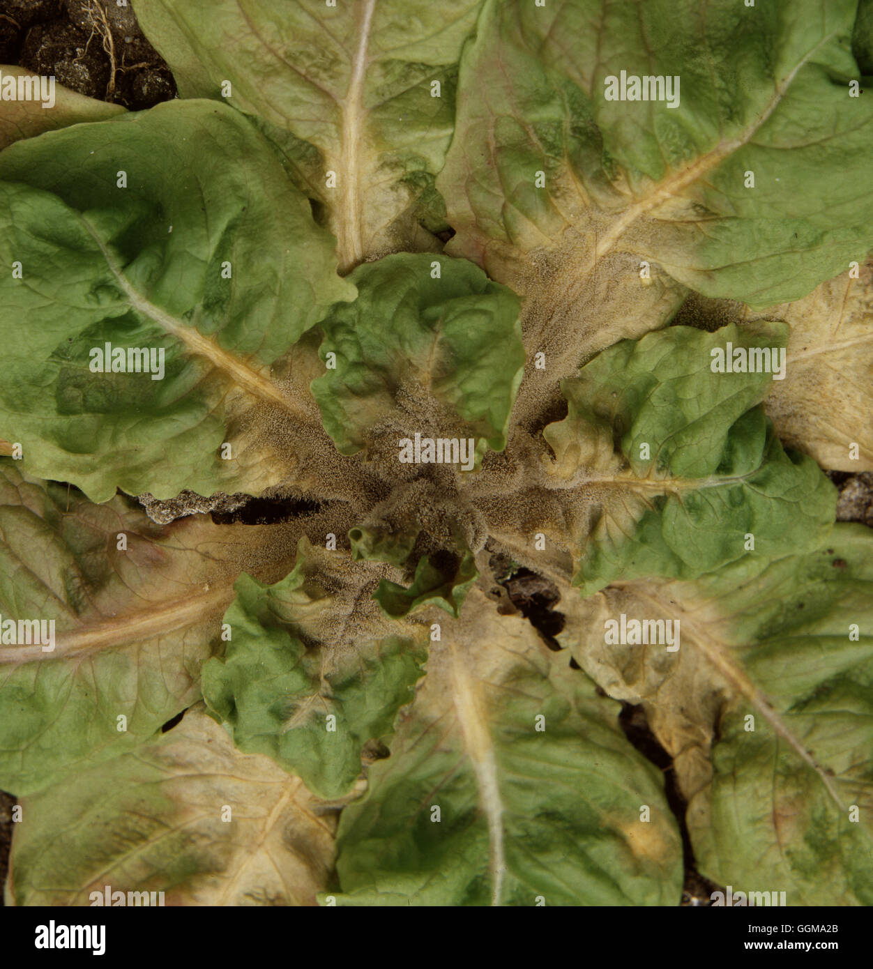 Botrytis cinerea - Grey Mould - on Lettuce 'Kweik' Stock Photo