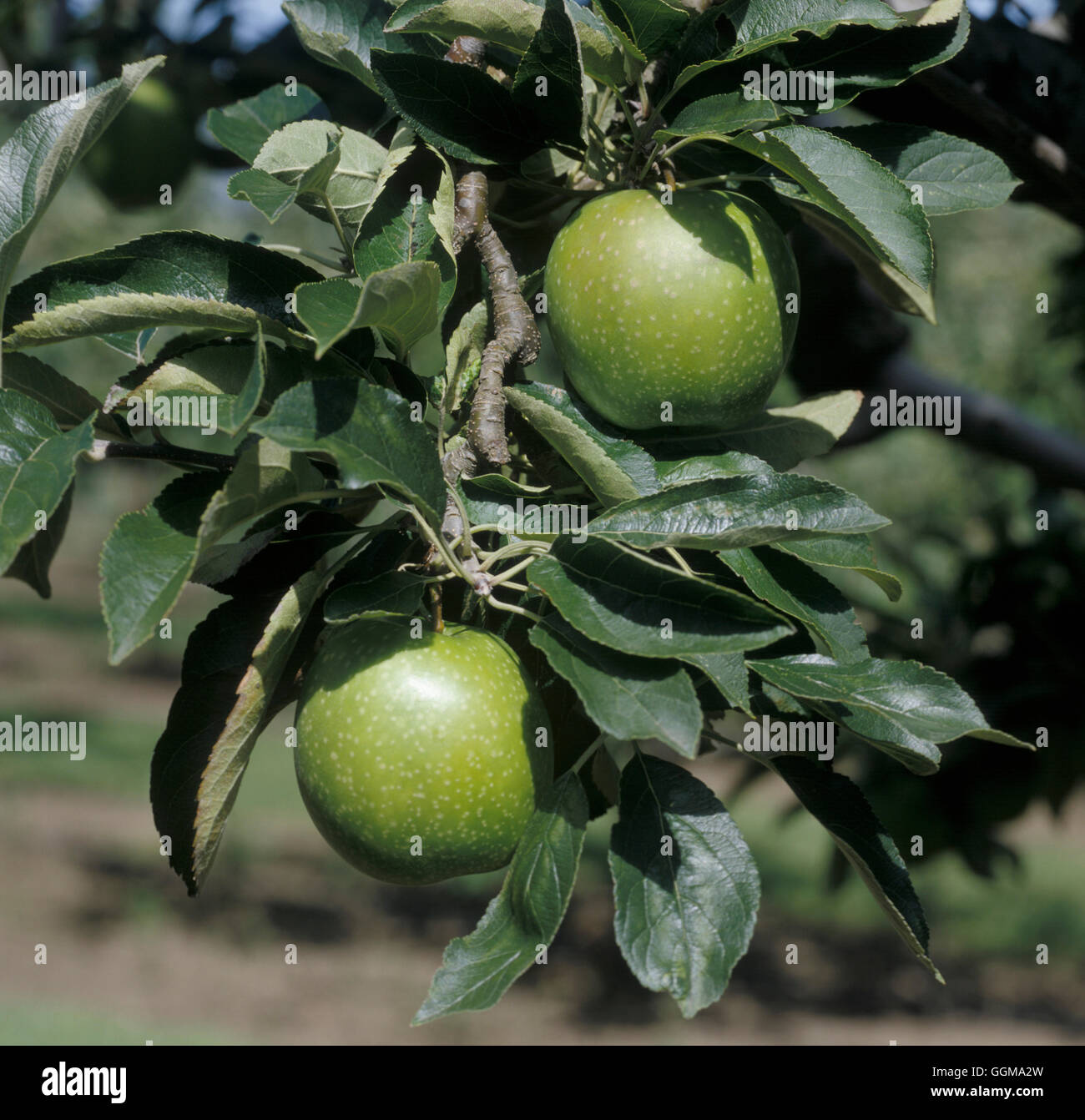 Apple 'Granny Smith' (Dessert Stock Photo Alamy