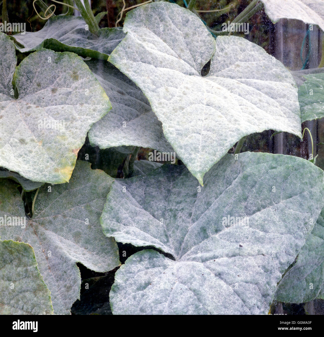 Mildew on Cucumber foliage Stock Photo
